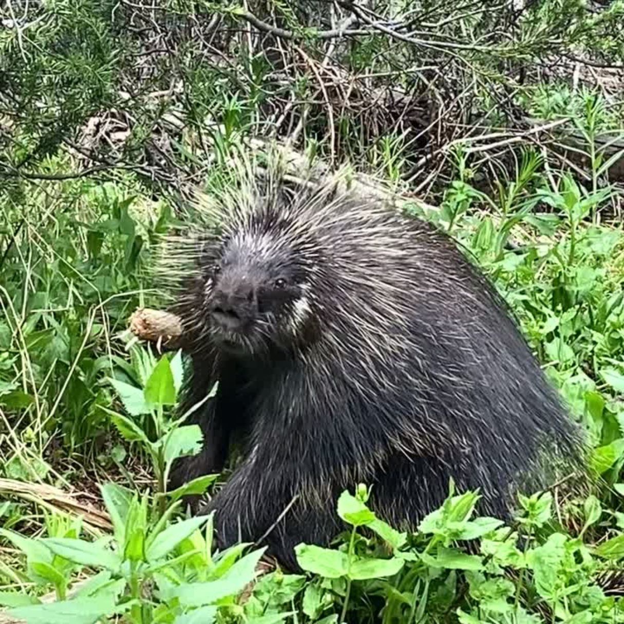 A porcupine in the bushes