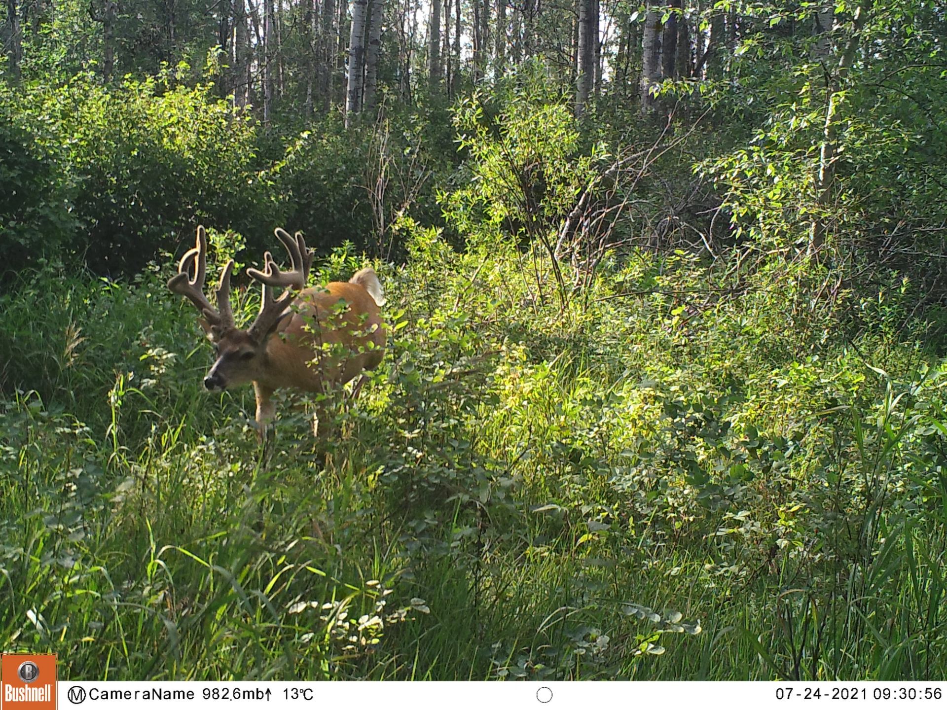 Whitetail deer with antlers standing in green grass near a wooded tree line.