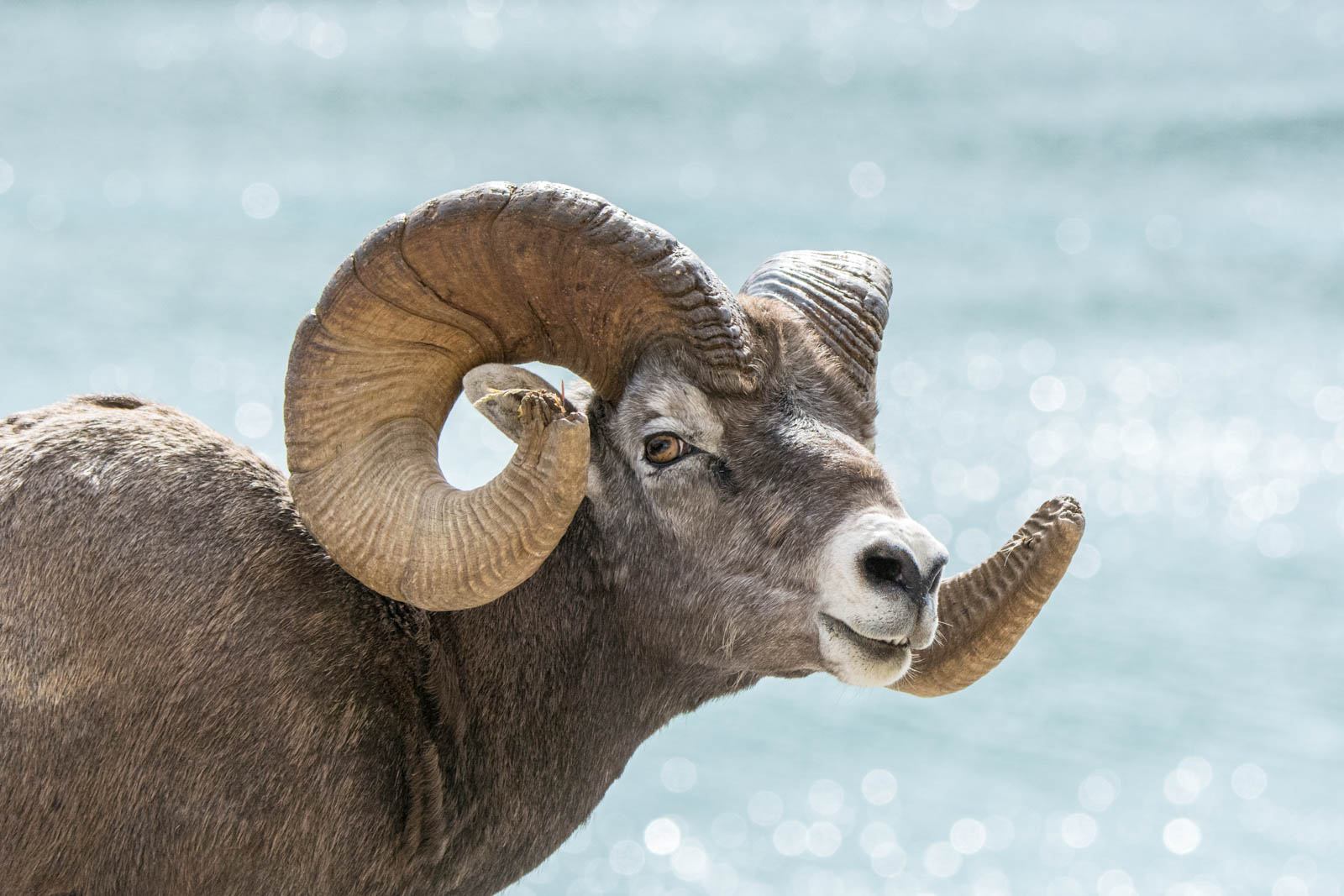 A big horn sheep, stood by the water.