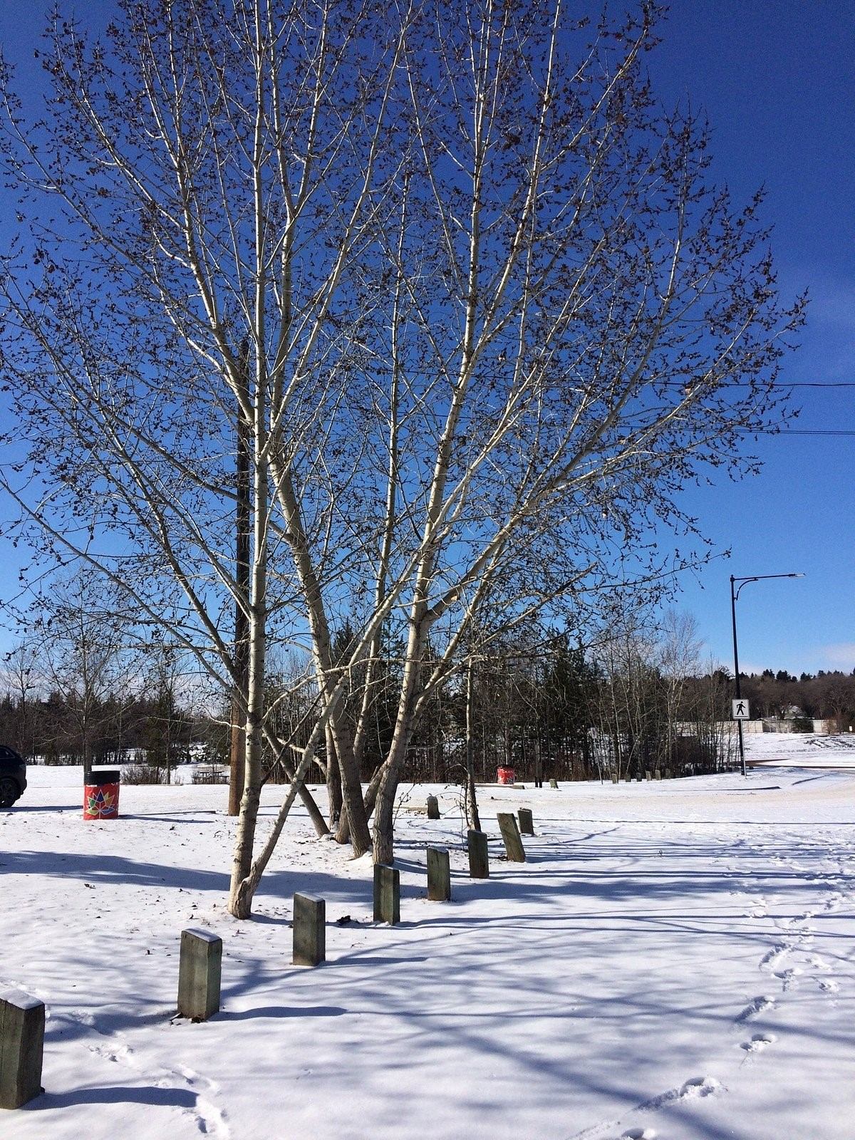 Sir Wilfrid Laurier Park | Canada's Alberta thumbnail