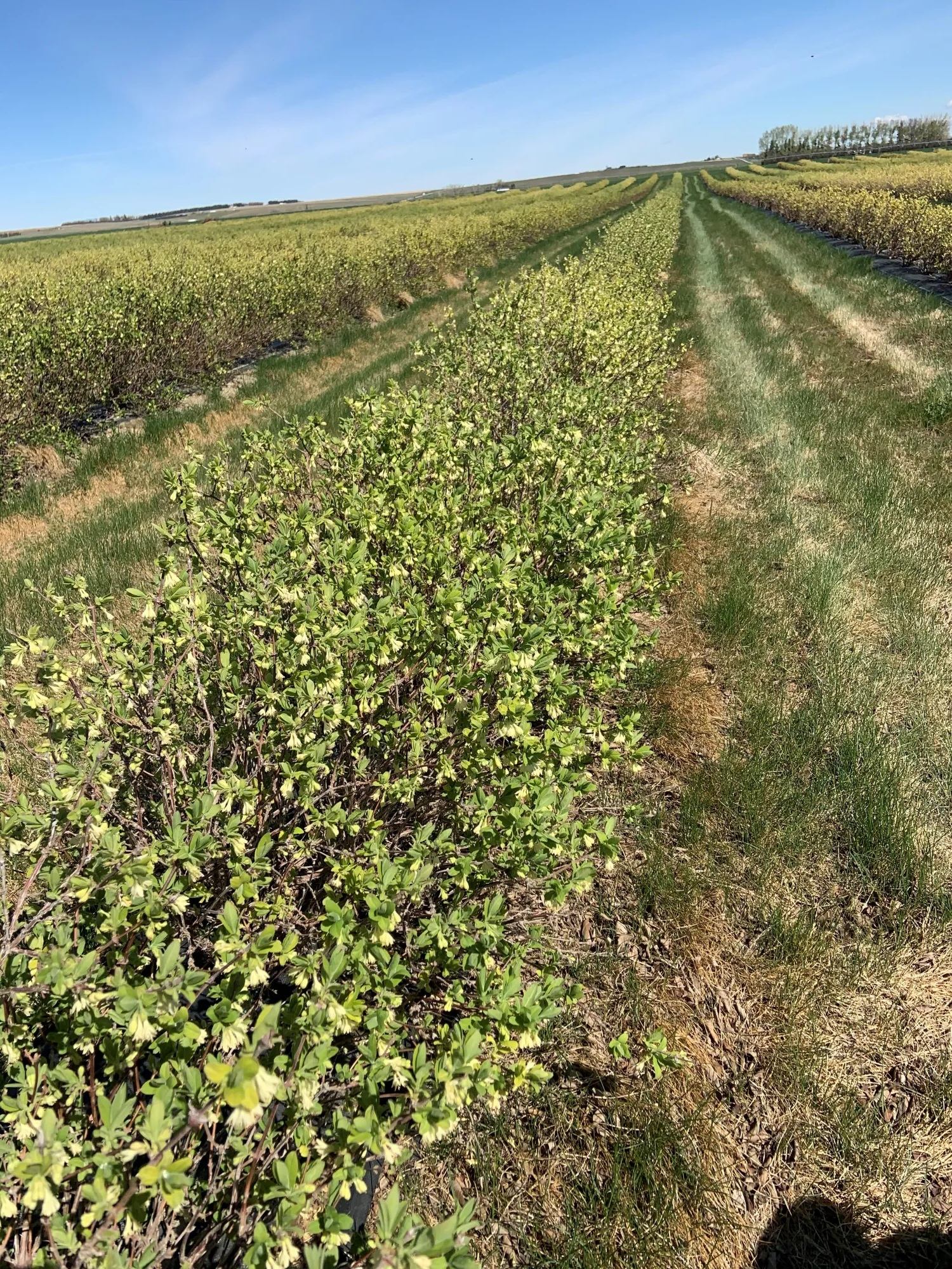 Rows of low green shrubs growing in a large open field under blue sky.
