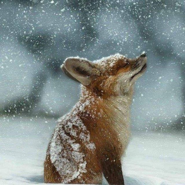 A fox sitting in snow, looking upward as snowflakes fall around it.