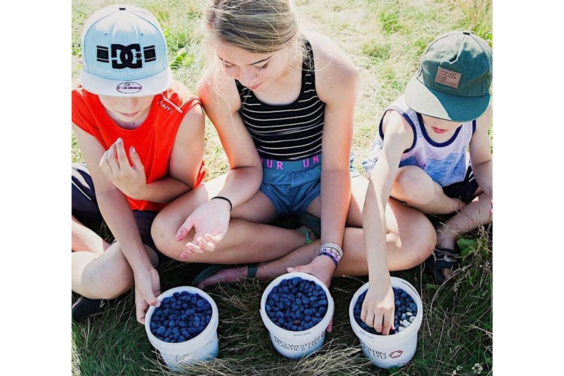Three white buckets filled with ripe haskap berries placed on green grass.