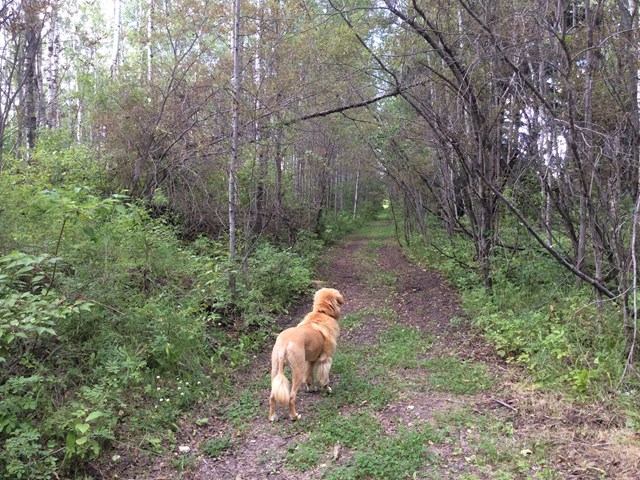 Golden retriever standing on a wooded trail surrounded by lush greenery at RunWay RV Park.
