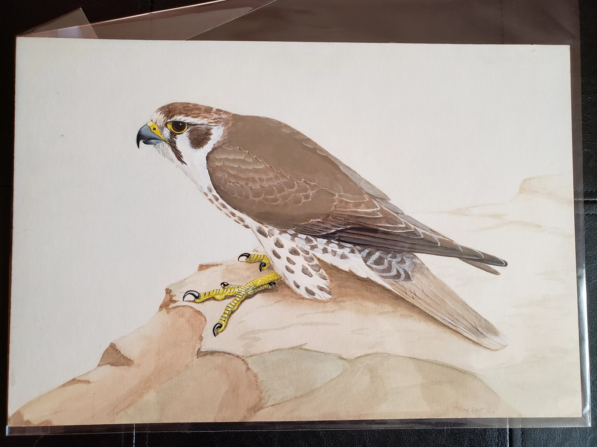 Young Swainson's hawk, brown back, speckled breast, yellow noseband/eye, grey hooked beak