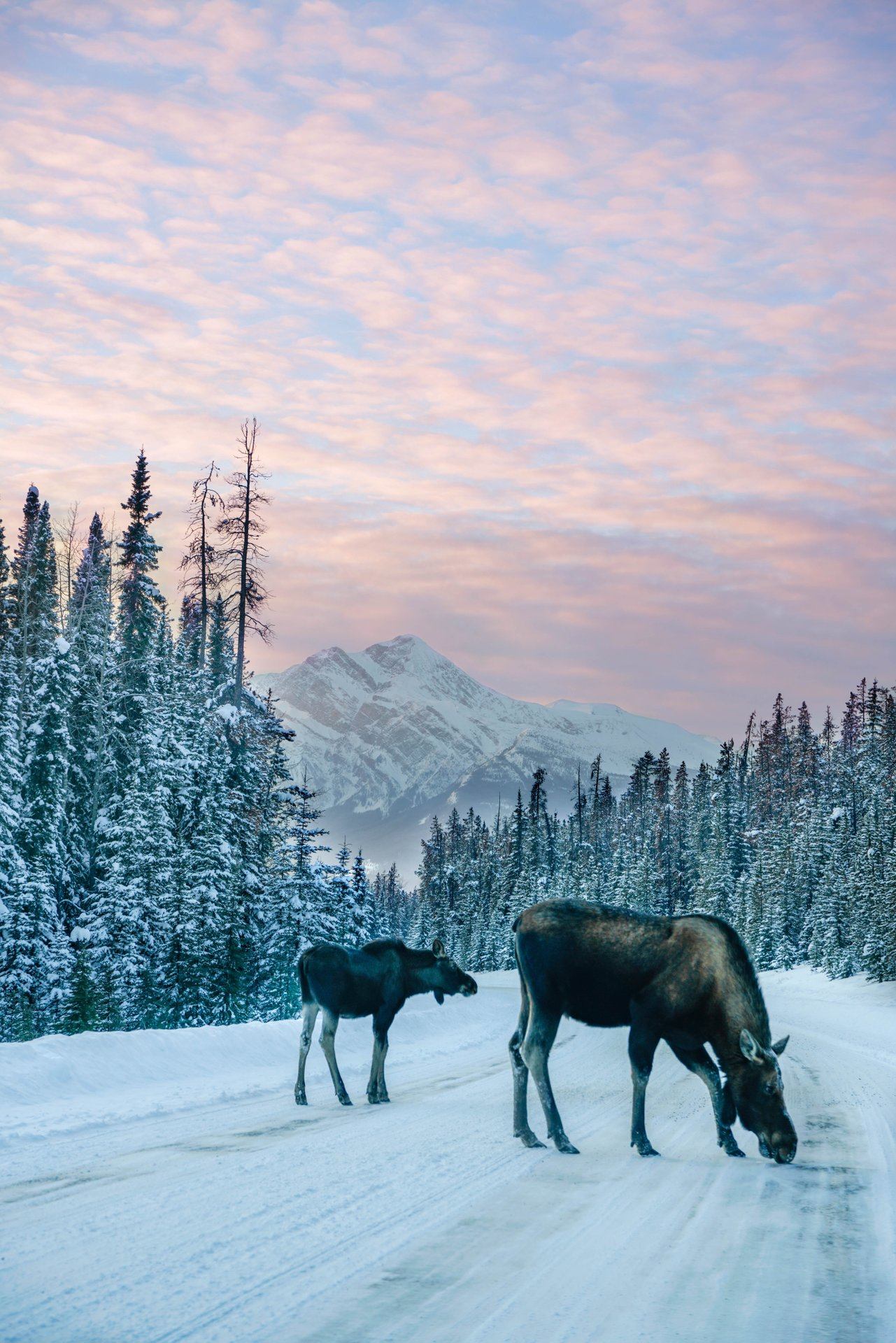 Spring Wildlife of Jasper and the Ecology of Fire | Canada's Alberta thumbnail
