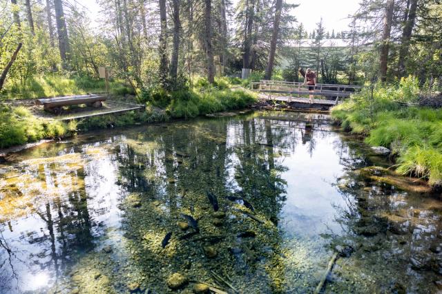 A trout pond at Raven Brood.