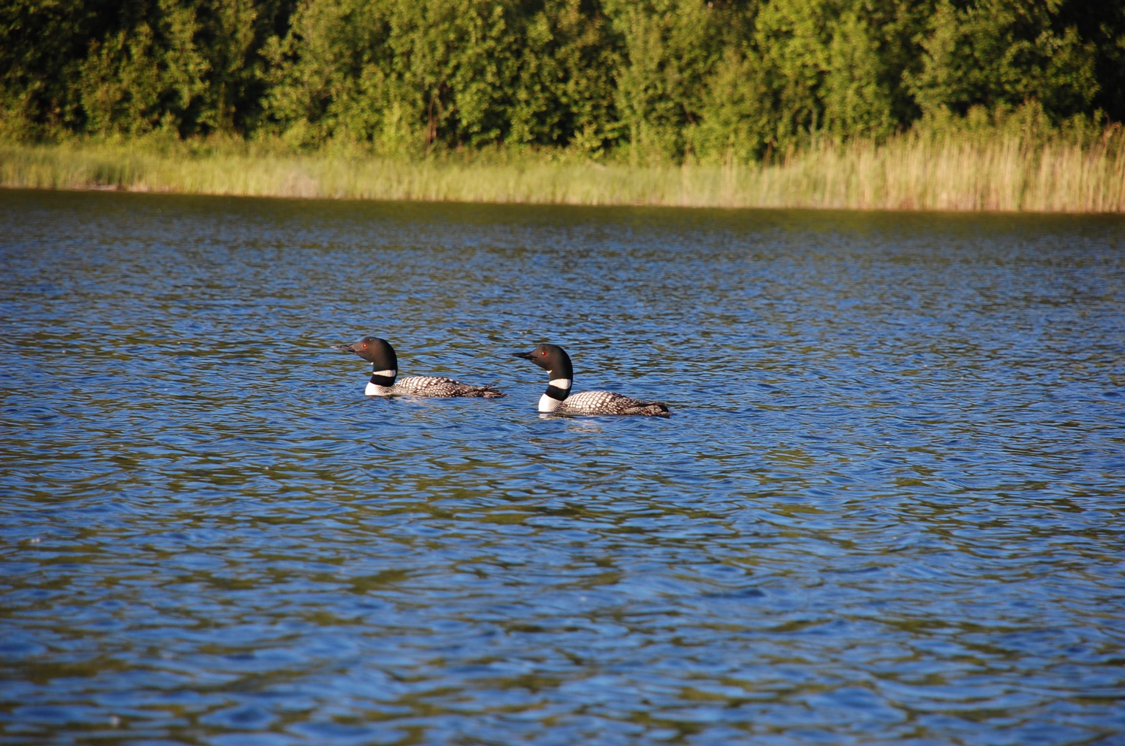 Chain Lakes Provincial Recreation Area | Canada's Alberta