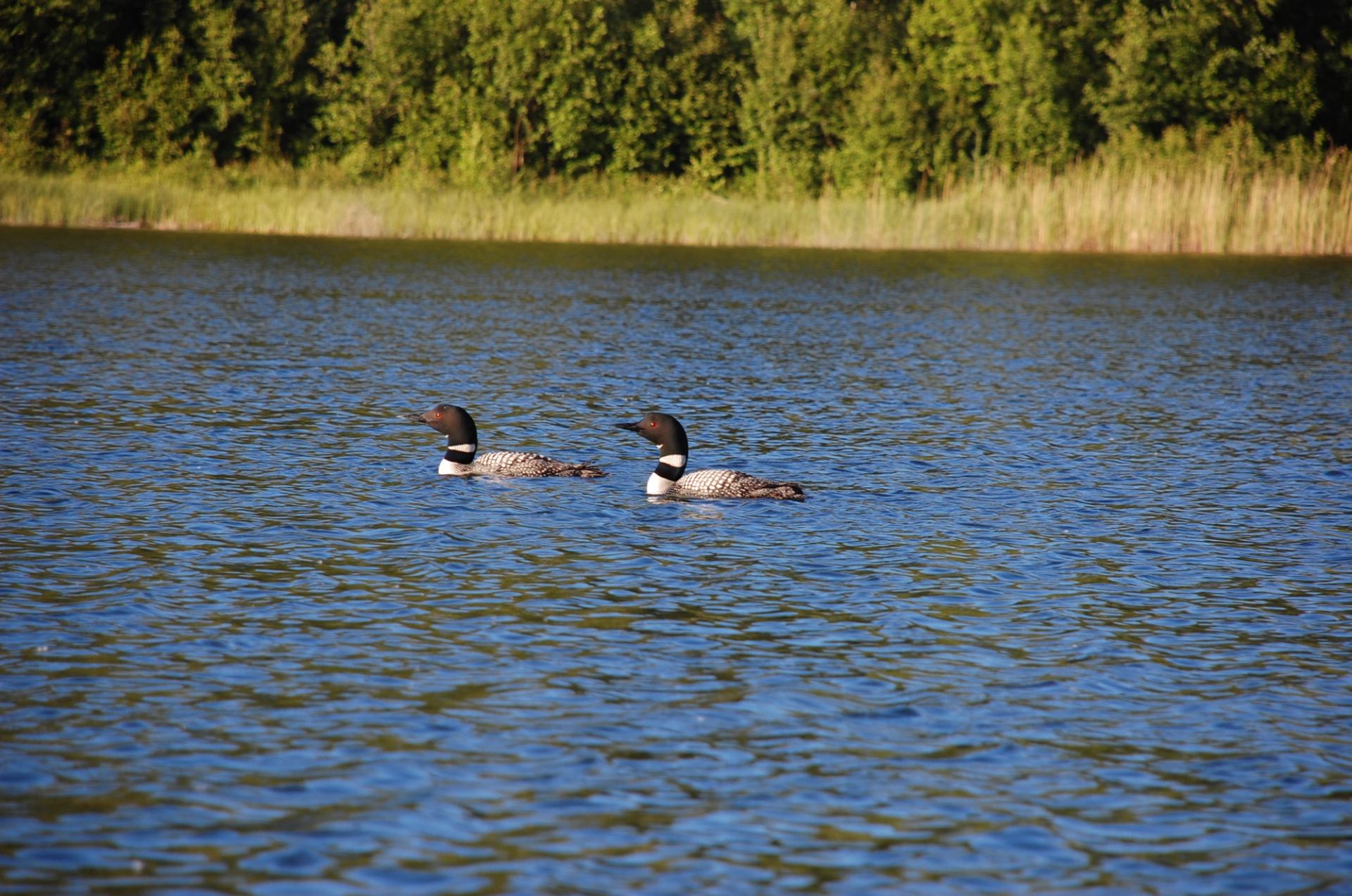 A pair of loons on one of the Chain Lakes.