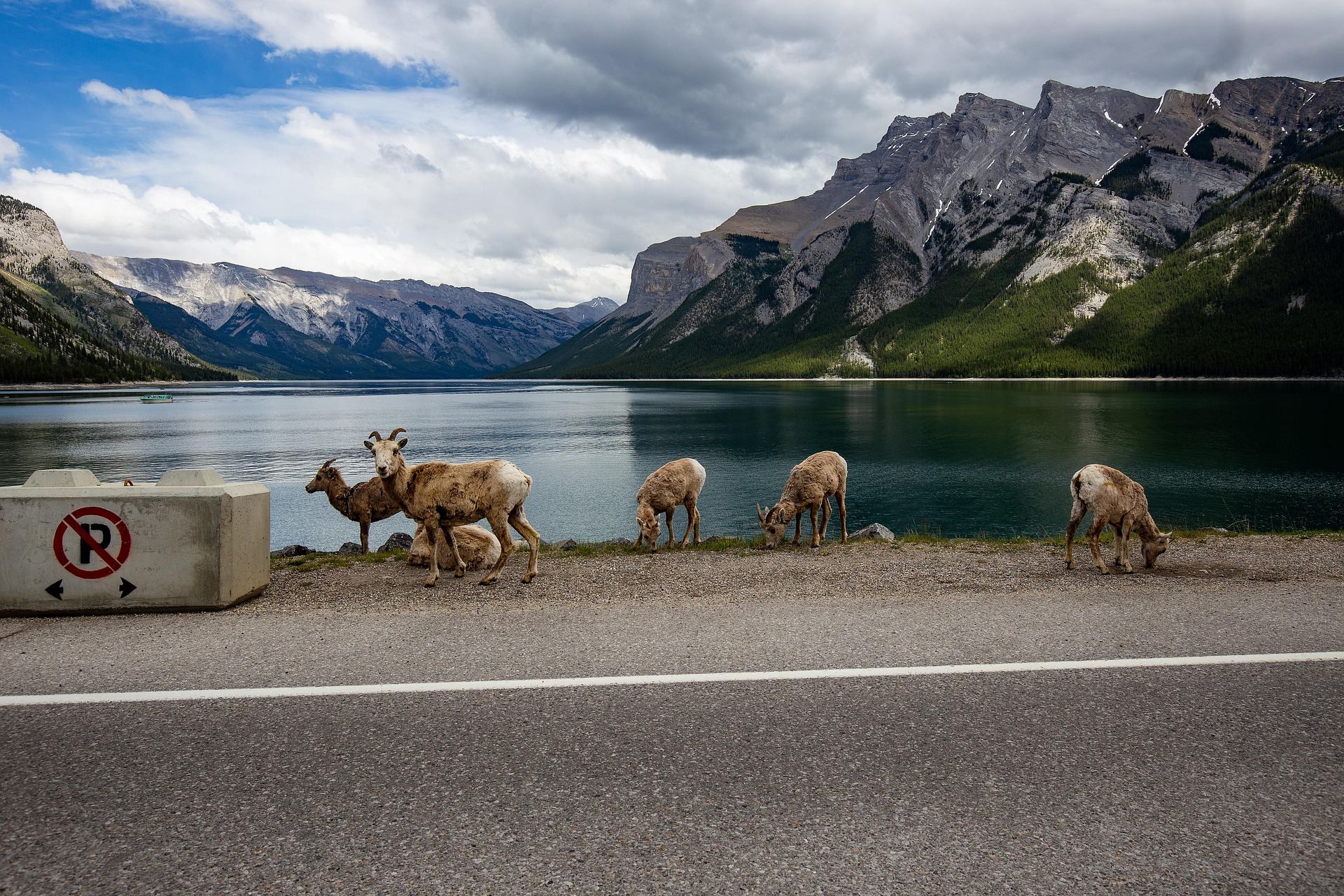 Bighorn sheep graze beside a lakeside road with mountains and cloudy sky behind.