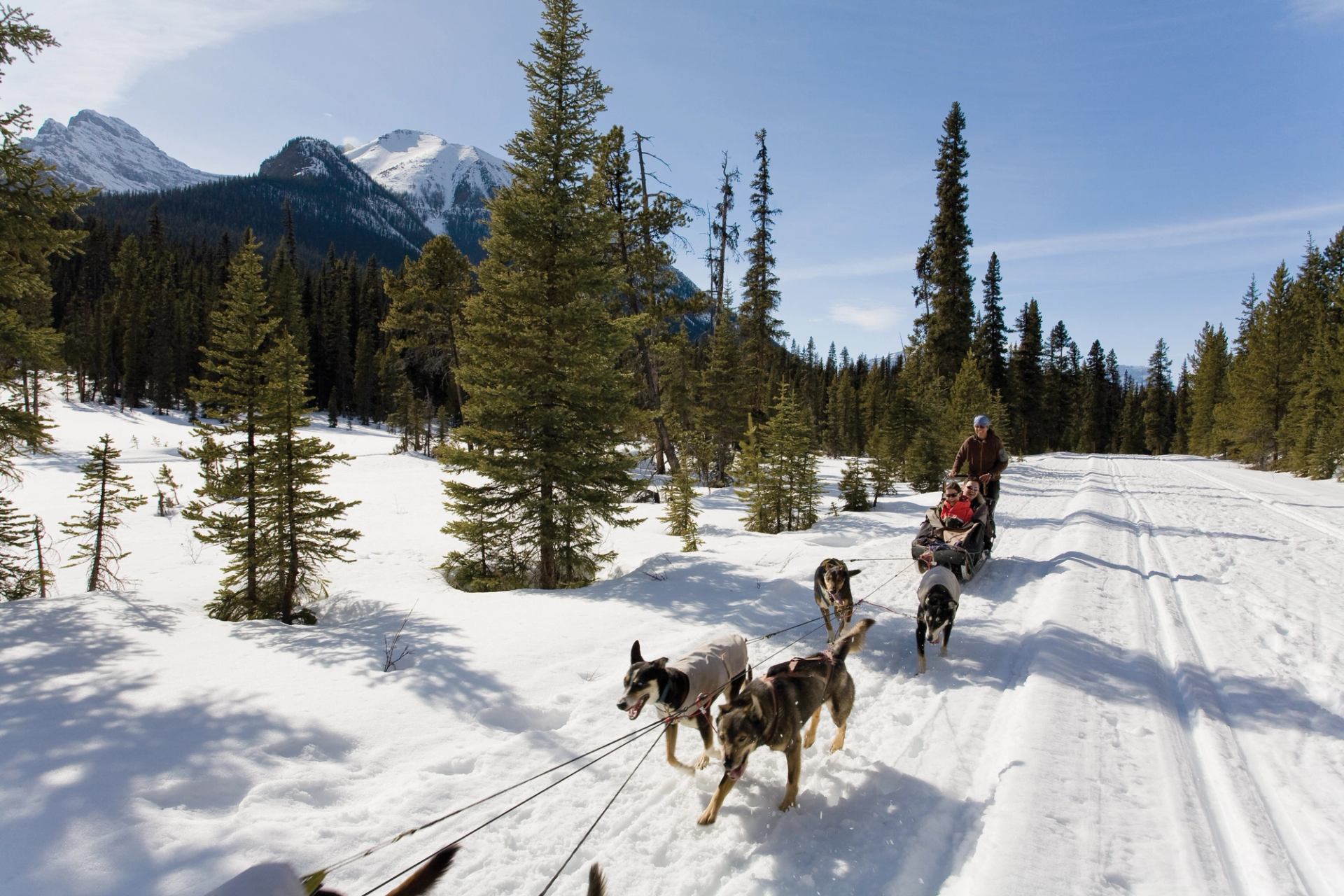 Dog sled team pulling riders along a snowy trail surrounded by mountains and pine trees.