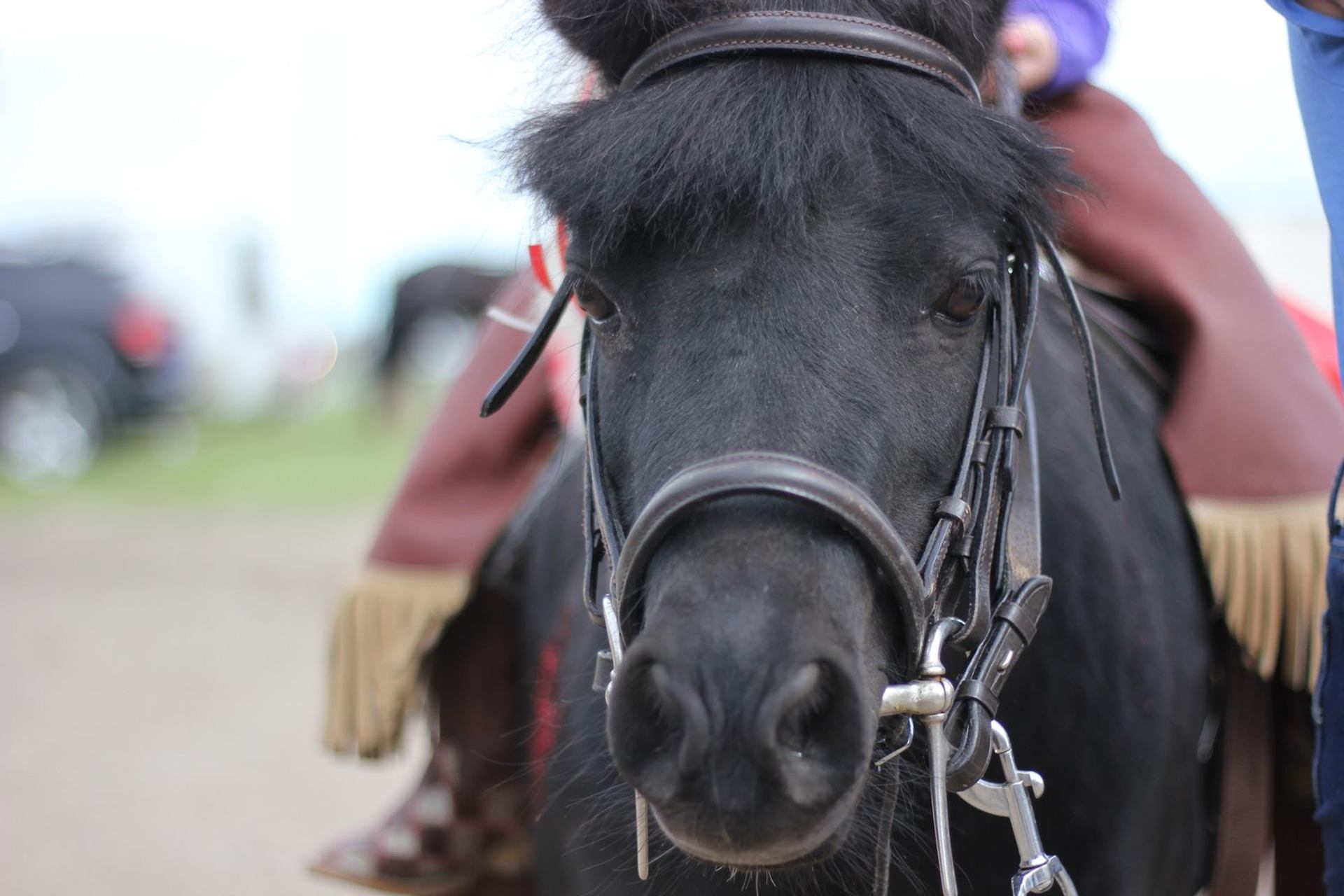 Black horse wearing a bridle, shown in close-up with rider partially visible.
