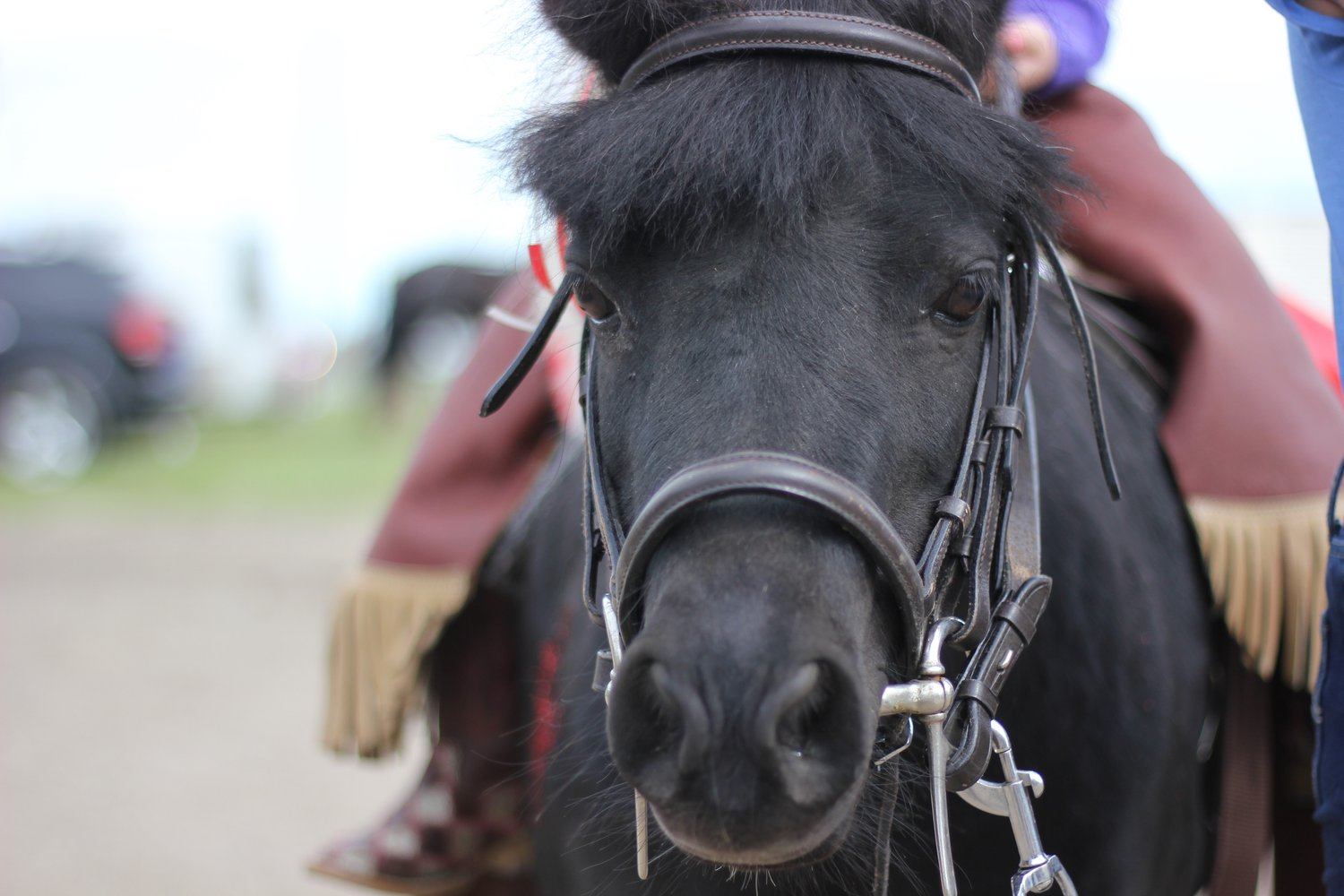 Black horse wearing a bridle, shown in close-up with rider partially visible.