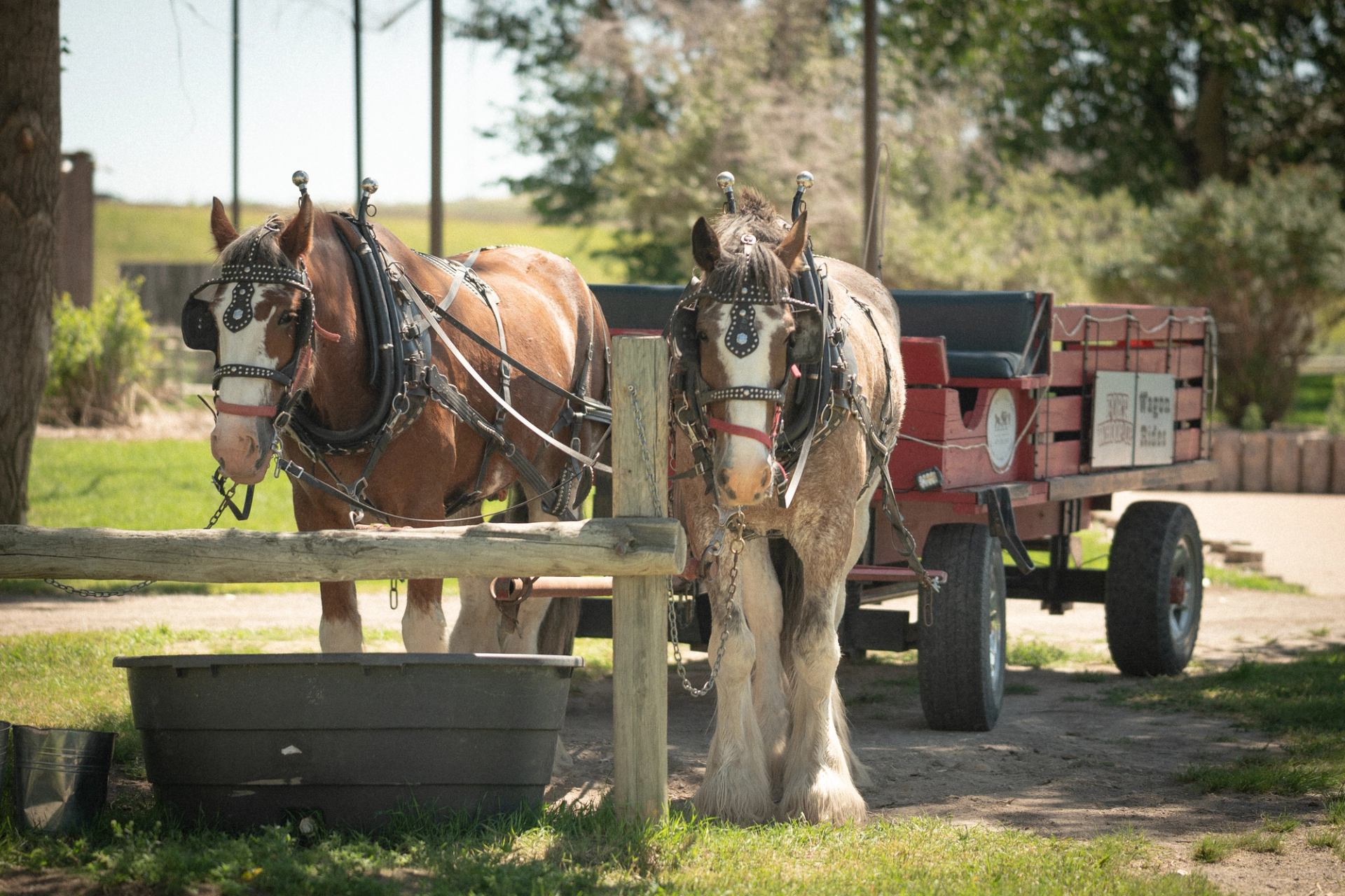 Two Clydesdale horses hitched to a wagon waiting to give riverbottom tours.
