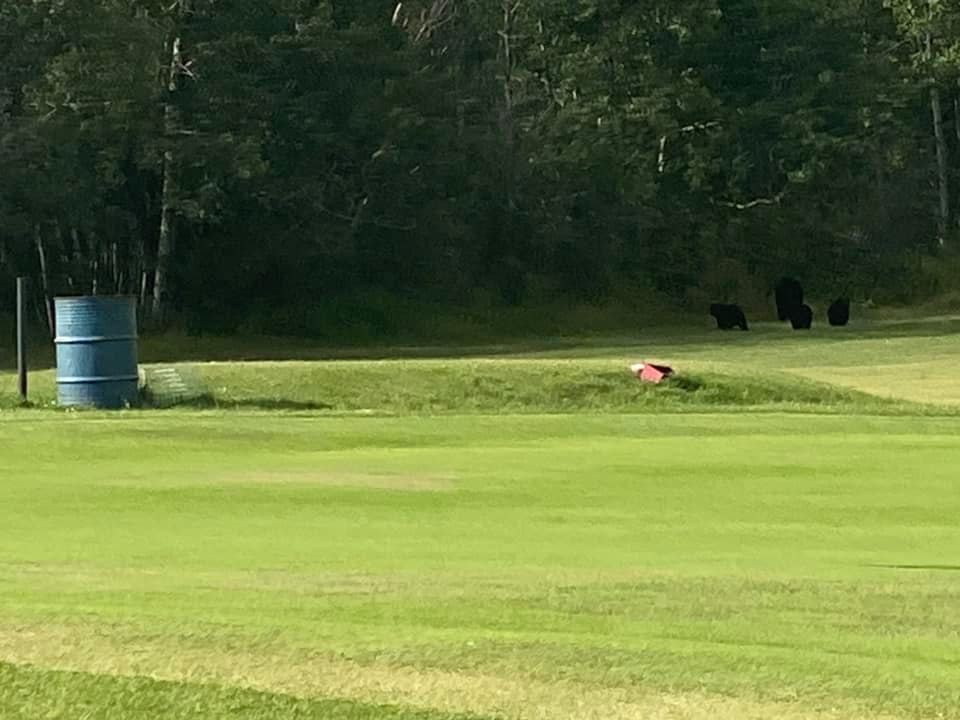 Bears near tree line on grassy field at Smoky River Golf Course.
