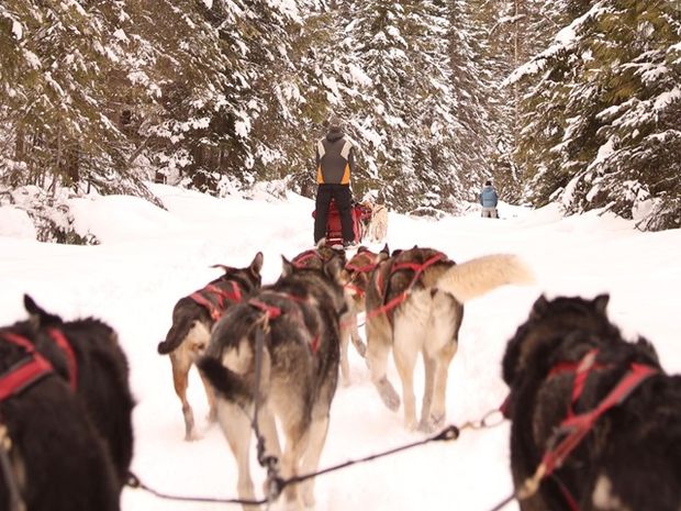 A dog sled excursion.