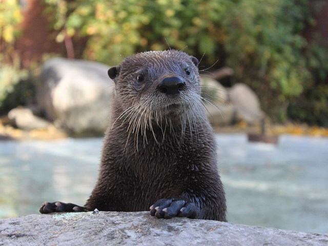Otter standing on a rock near water at Edmonton Valley Zoo.