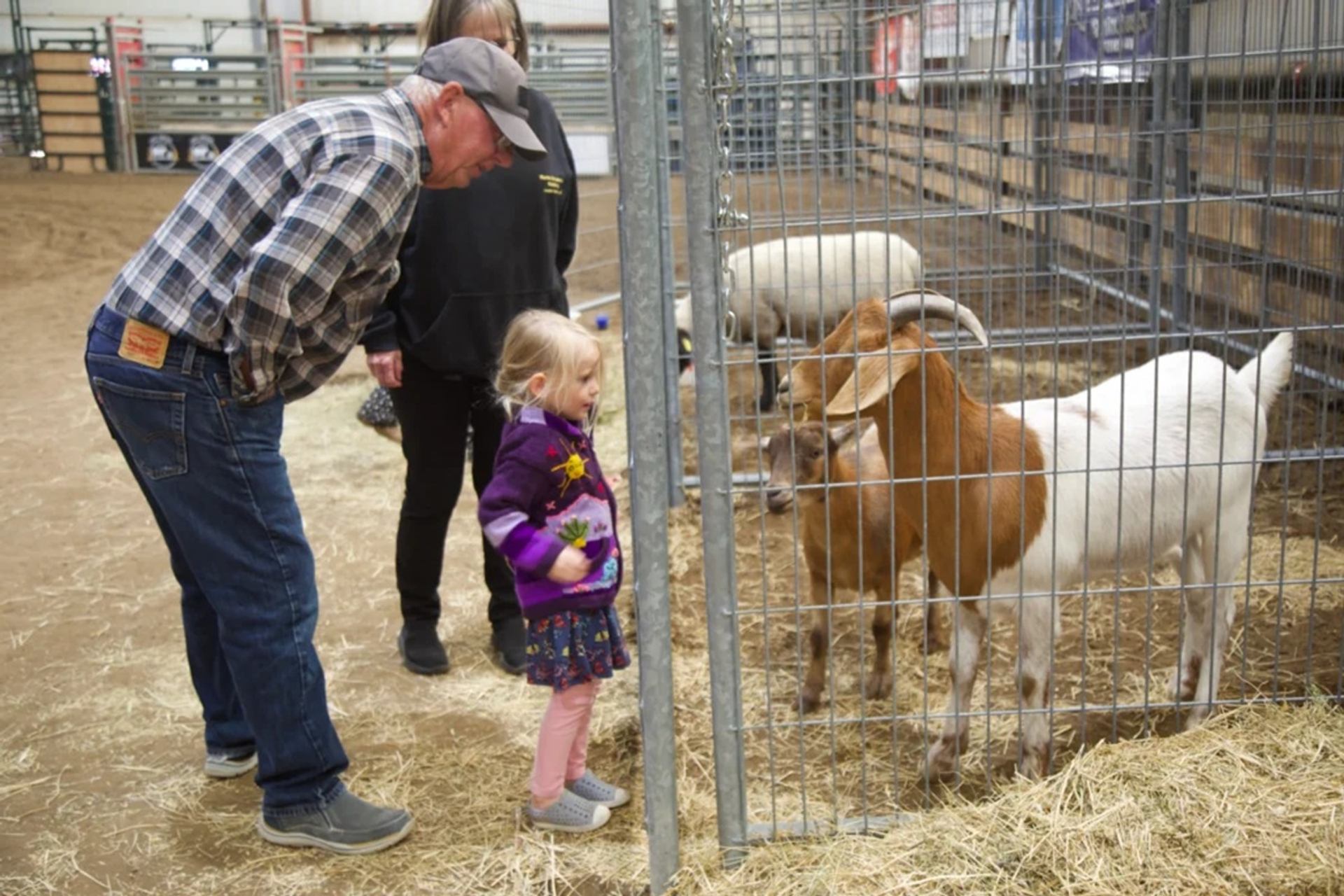 Child and adults stand by metal pen, looking at goats and sheep on straw.