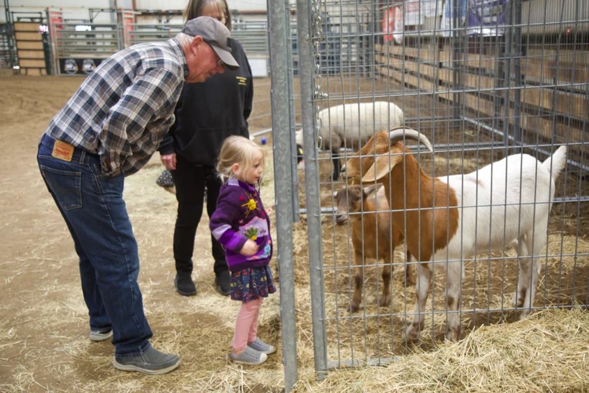 Child and adults stand by metal pen, looking at goats and sheep on straw.