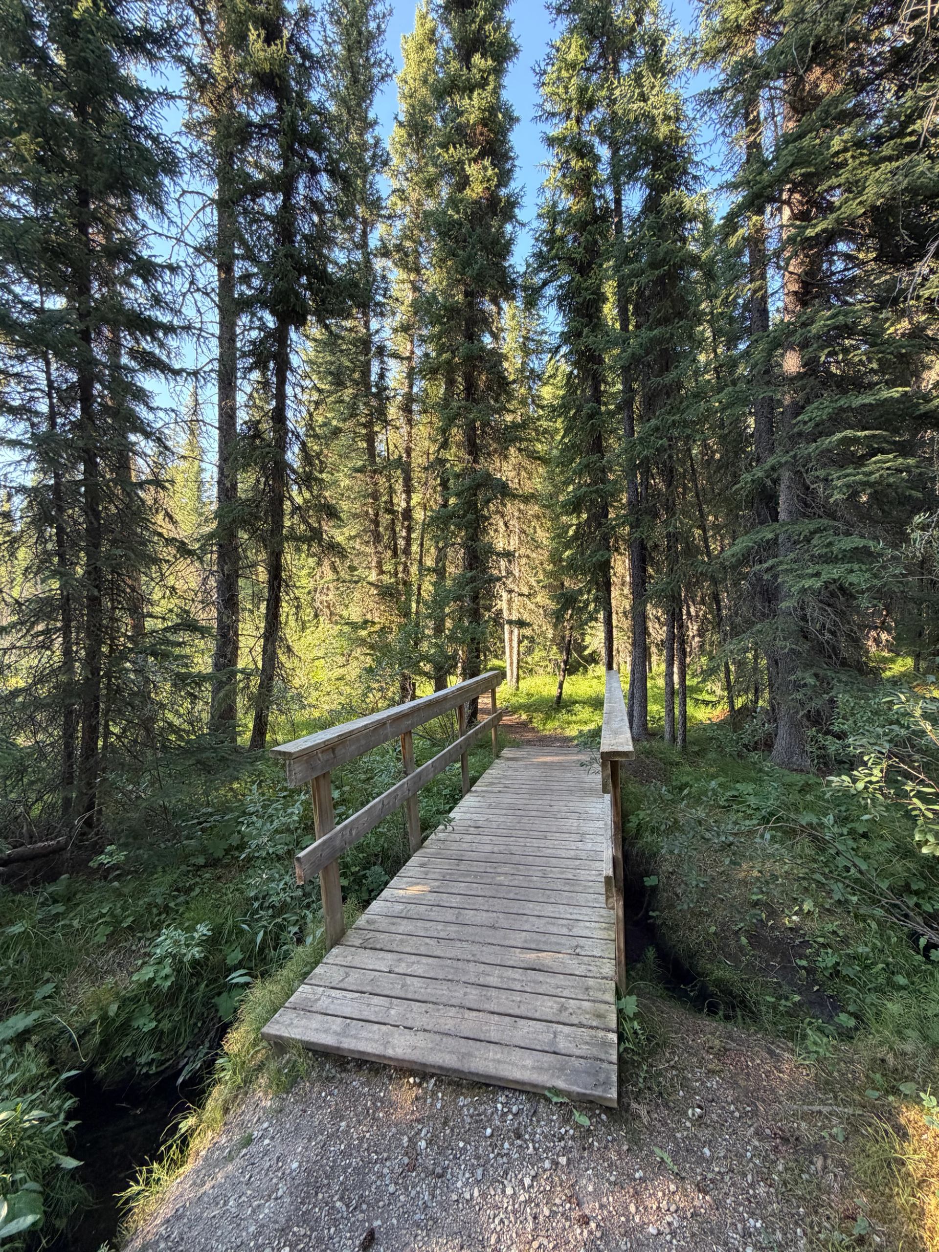 Wooden footbridge crosses a narrow stream in a dense evergreen forest.