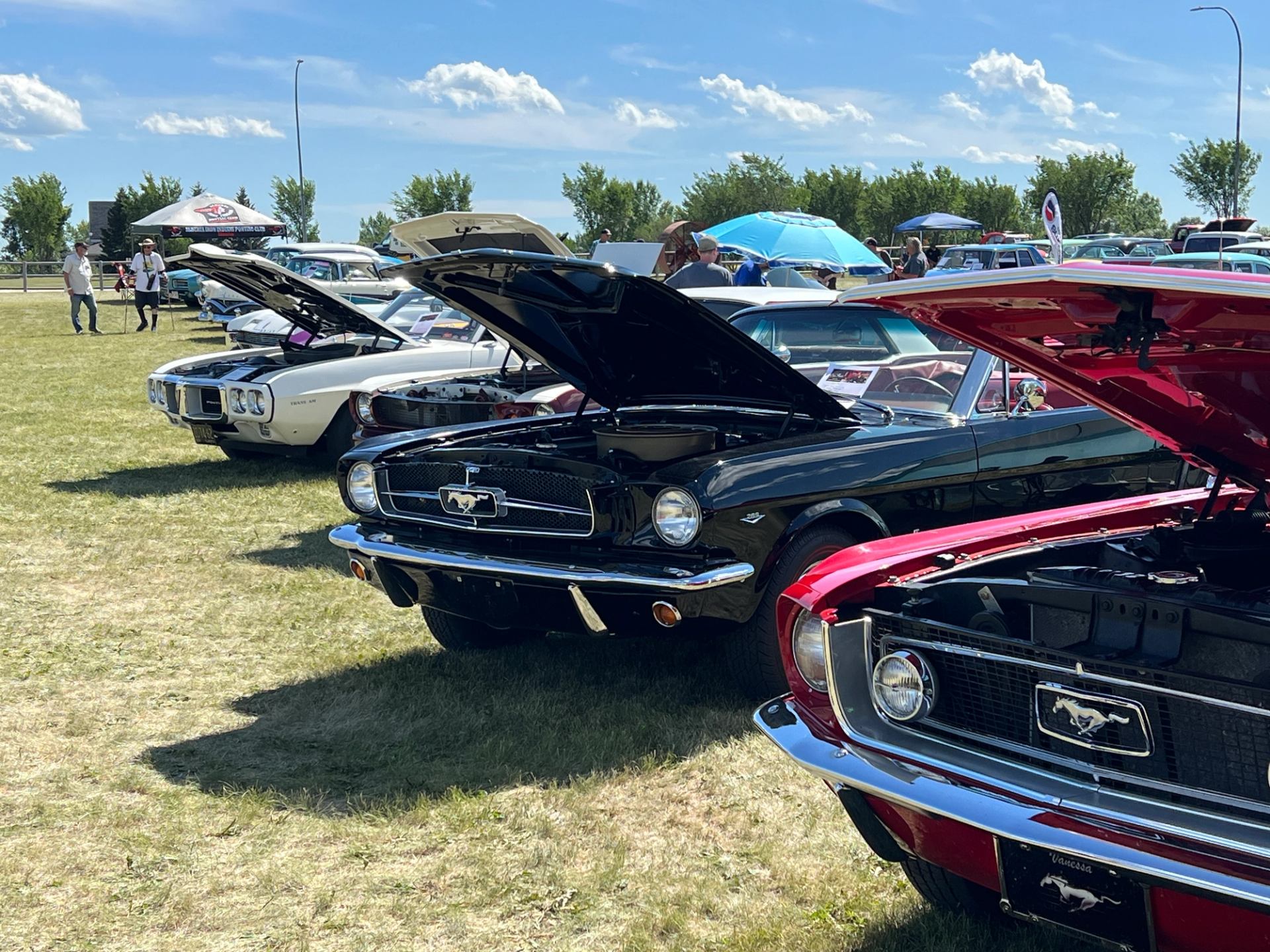 Multiple Mustang models with hoods open under a bright blue sky