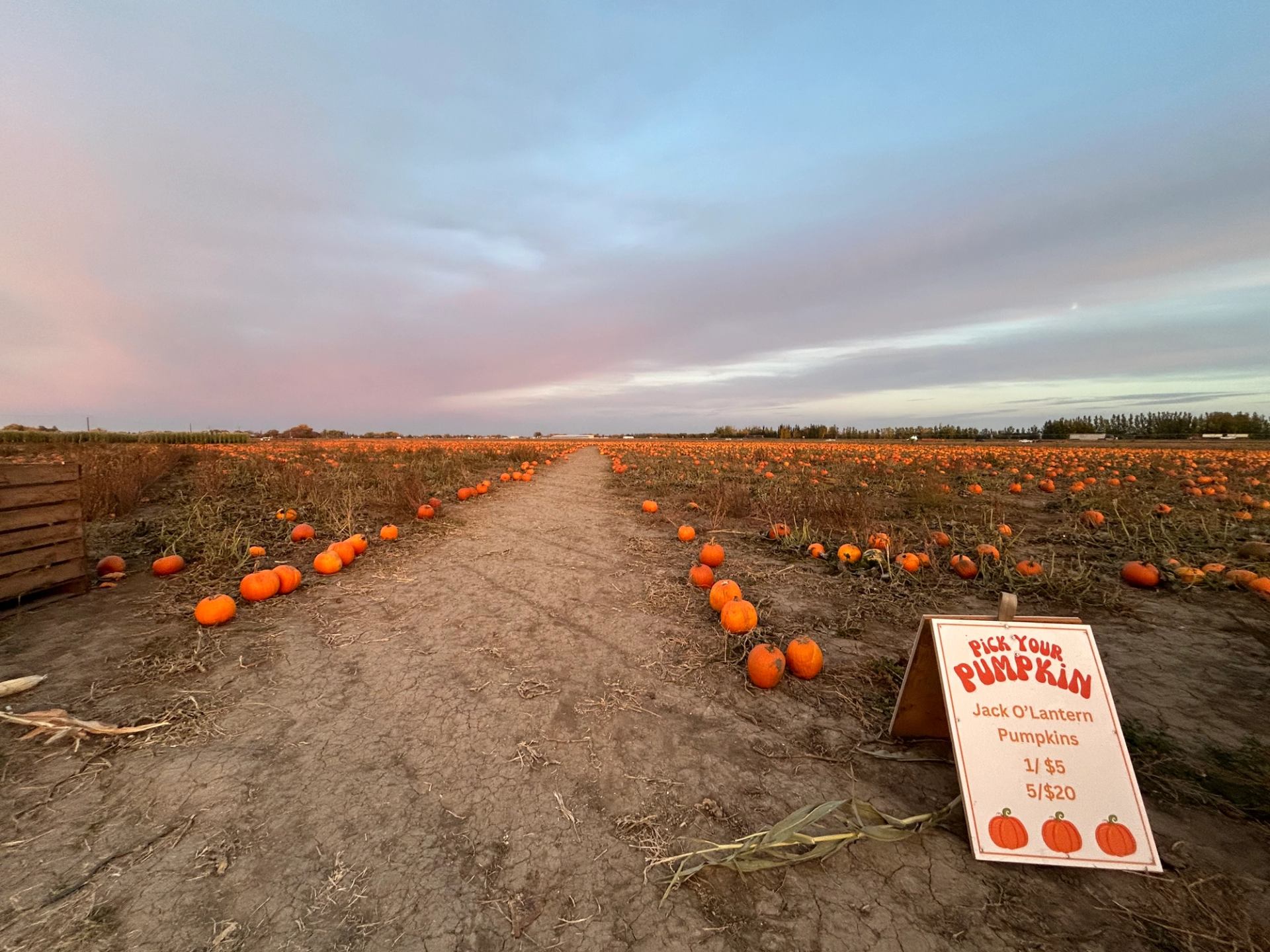 Pumpkin patch at sunset with a sign listing pick-your-own prices.