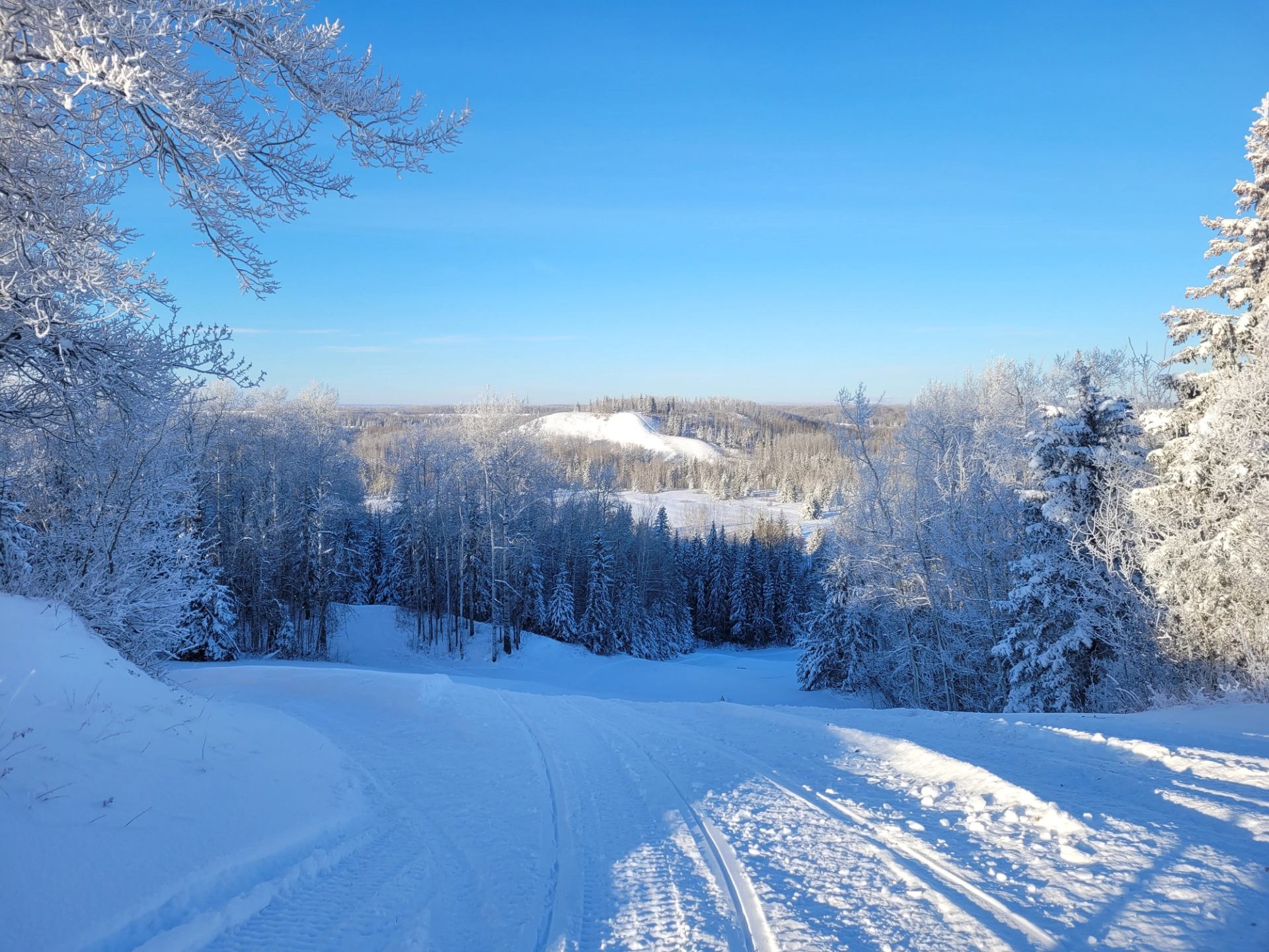 Snowy forest path under a clear blue sky.