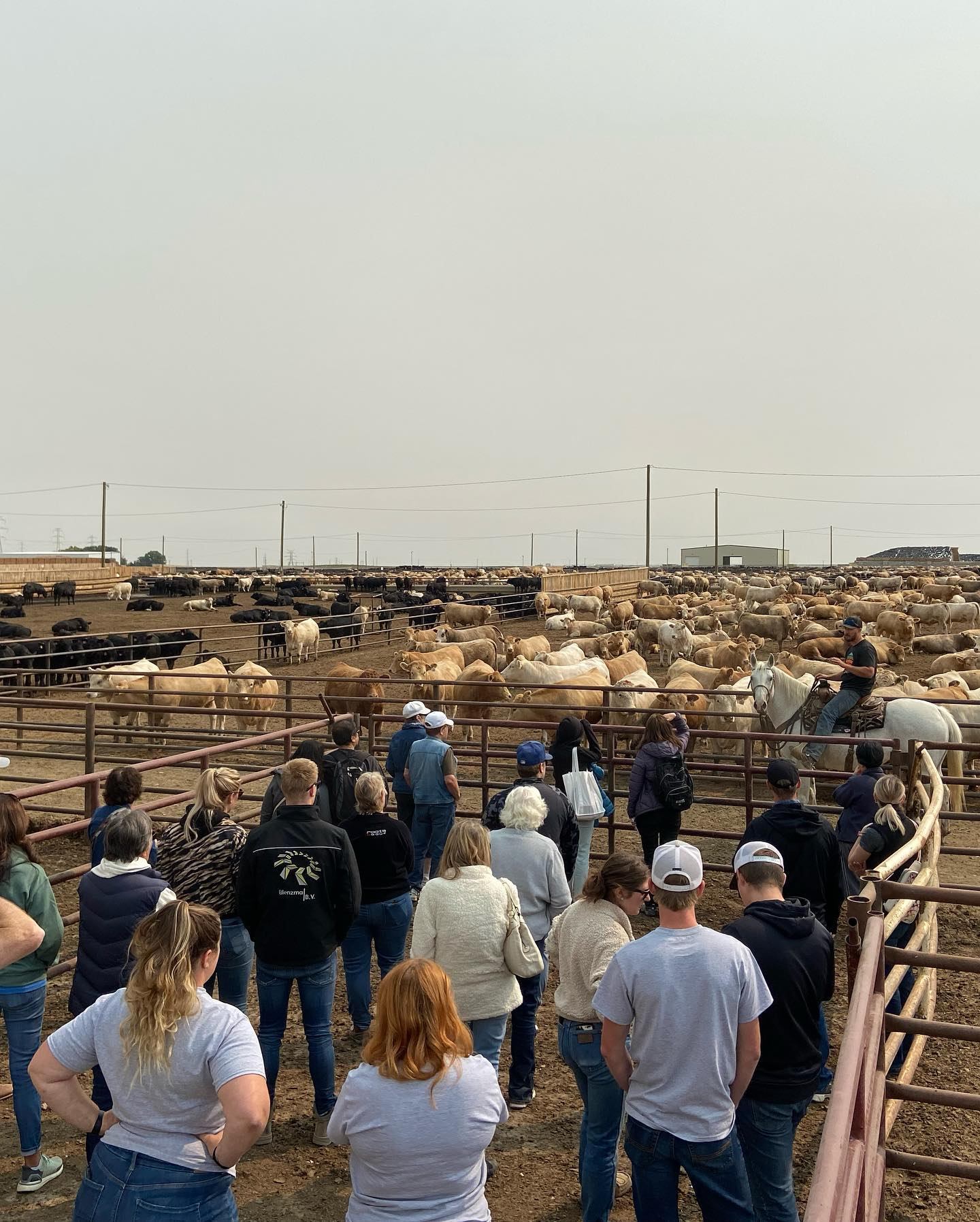 Group of visitors watch cattle in pens while worker on horseback manages herd.
