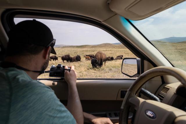 A man takes a photo from a car at Bison Paddock.