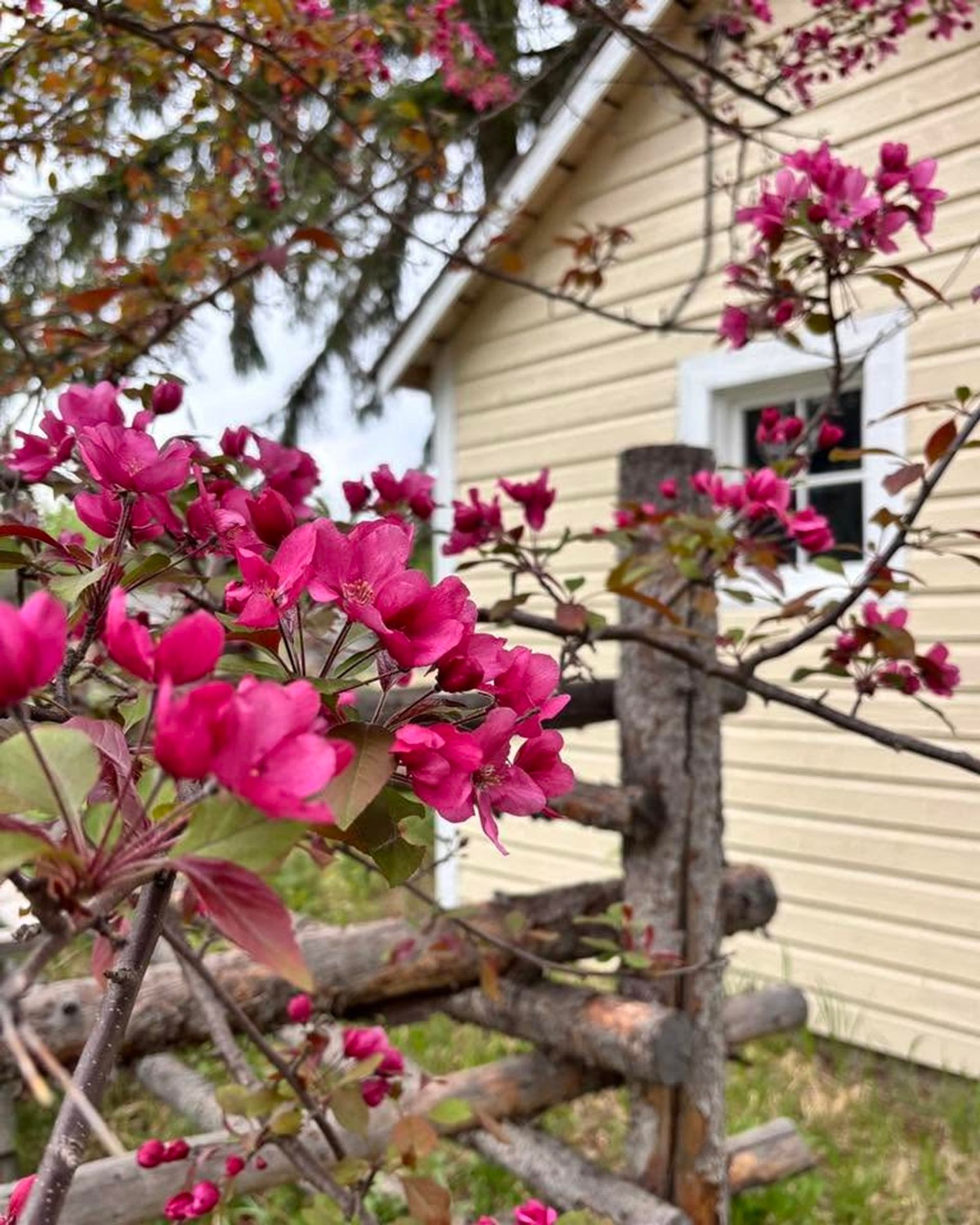 Bright pink blossoms cover tree branches beside a rustic wooden fence and a heritage-style building.