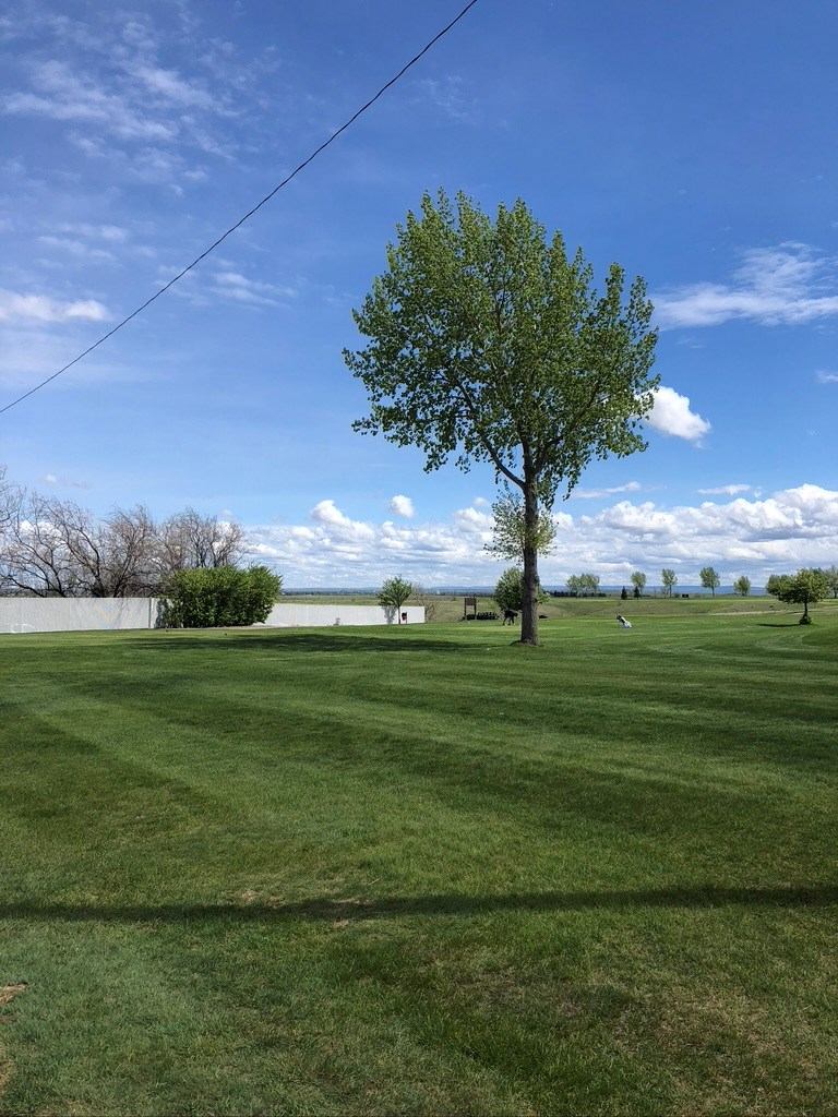Open green fairway with a single tree under a bright blue sky.