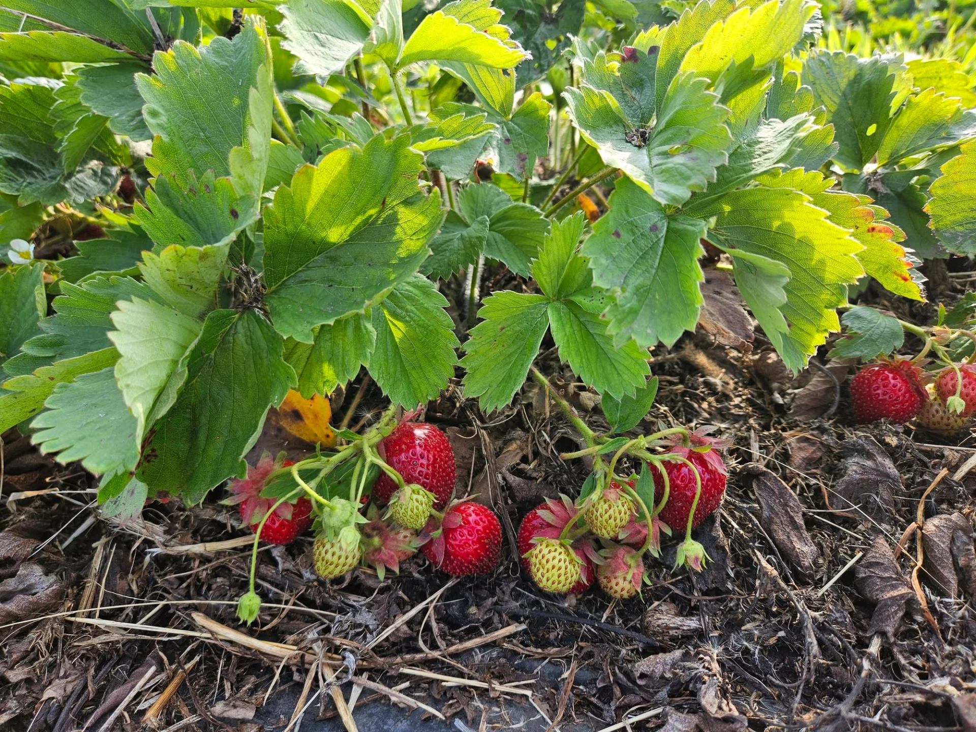 Ripe strawberries hang beneath green leaves in a garden bed covered with mulch.