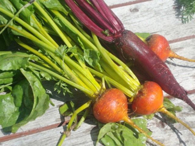 Freshly harvested golden and red beets with stems and leaves on wooden surface.
