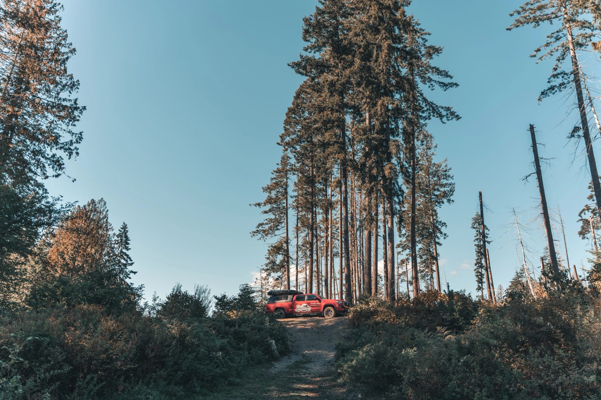 Red truck parked on a forest trail surrounded by tall pine trees under a clear blue sky.