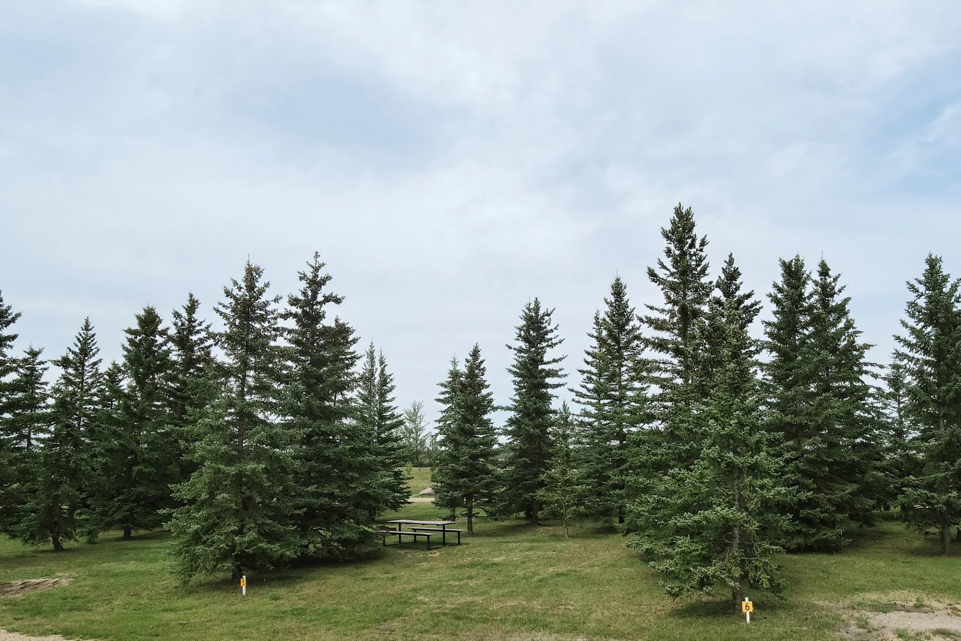 Evergreen trees surrounding a grassy clearing with a picnic table under overcast sky.