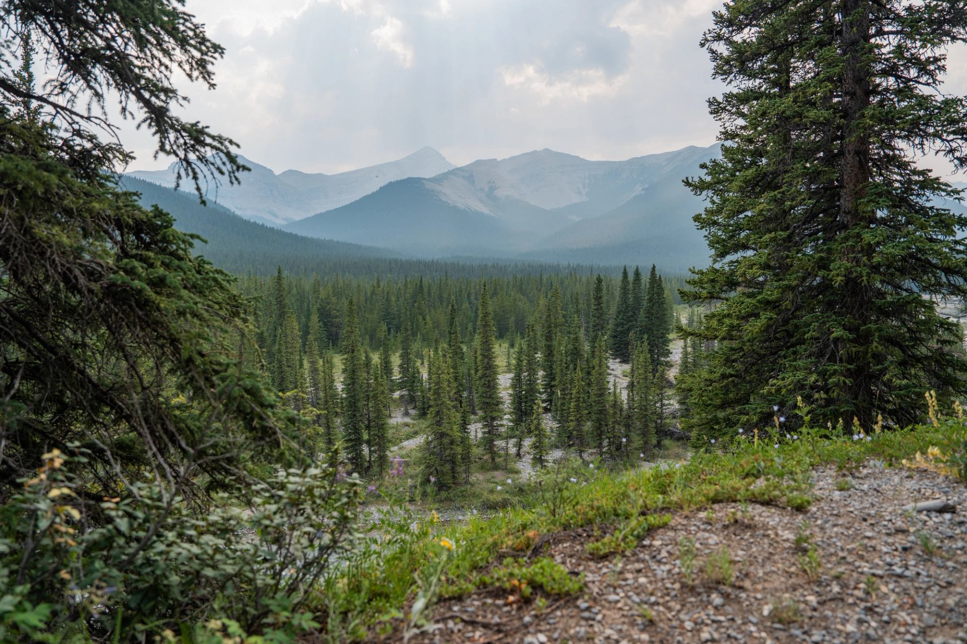 Trail at Little Elbow Campground.