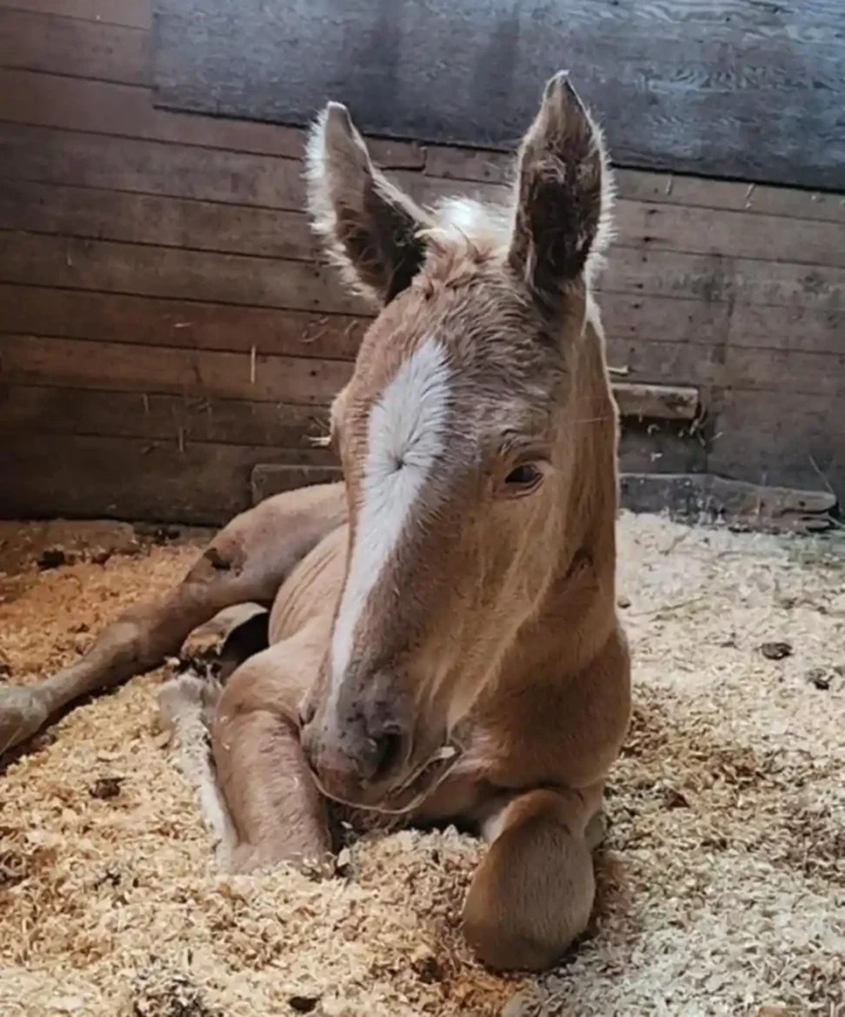 Young foal with white blaze lying on wood shavings in a wooden stall.