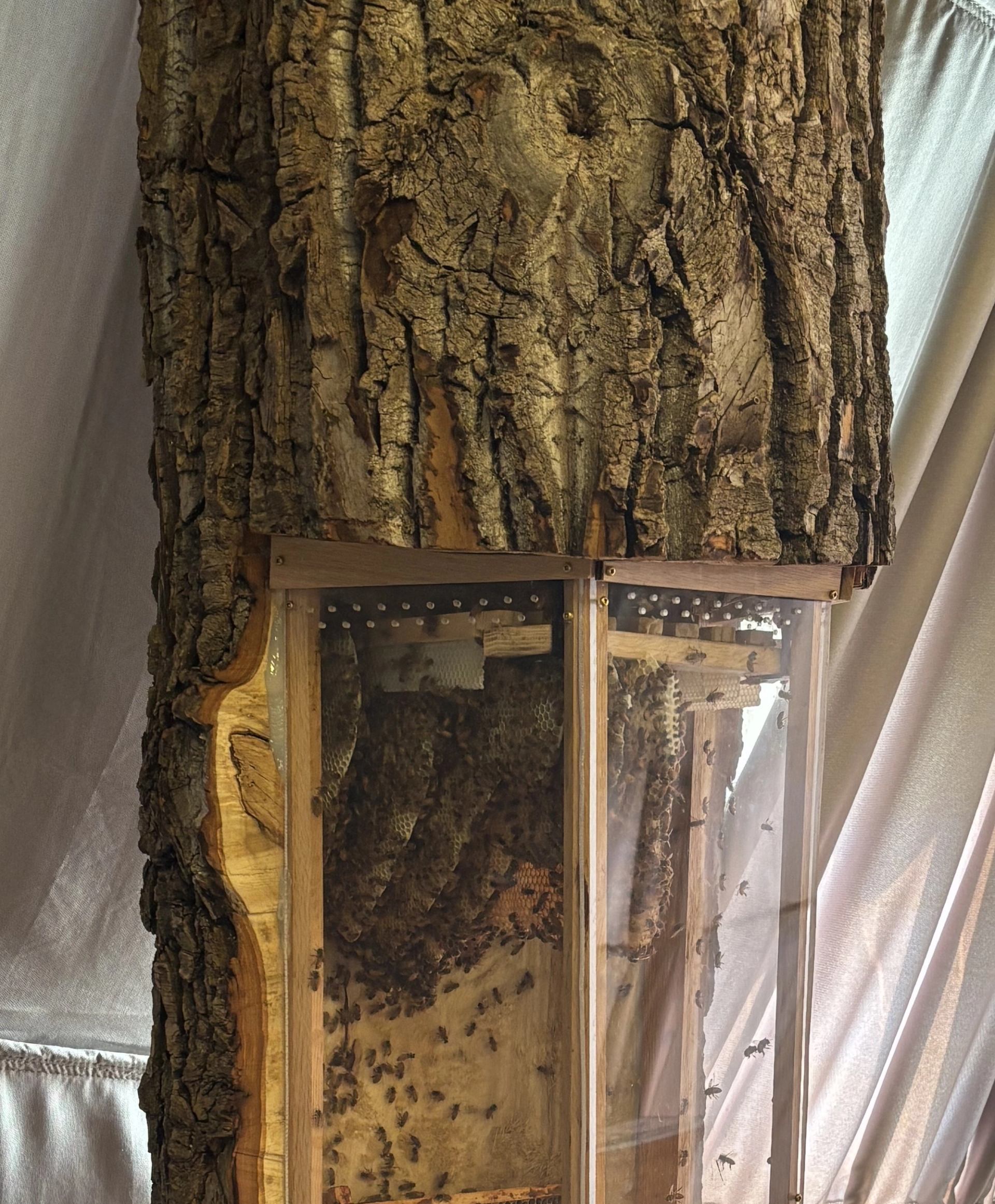 Tree trunk display case with glass panels showing active beehive and honeycomb inside.