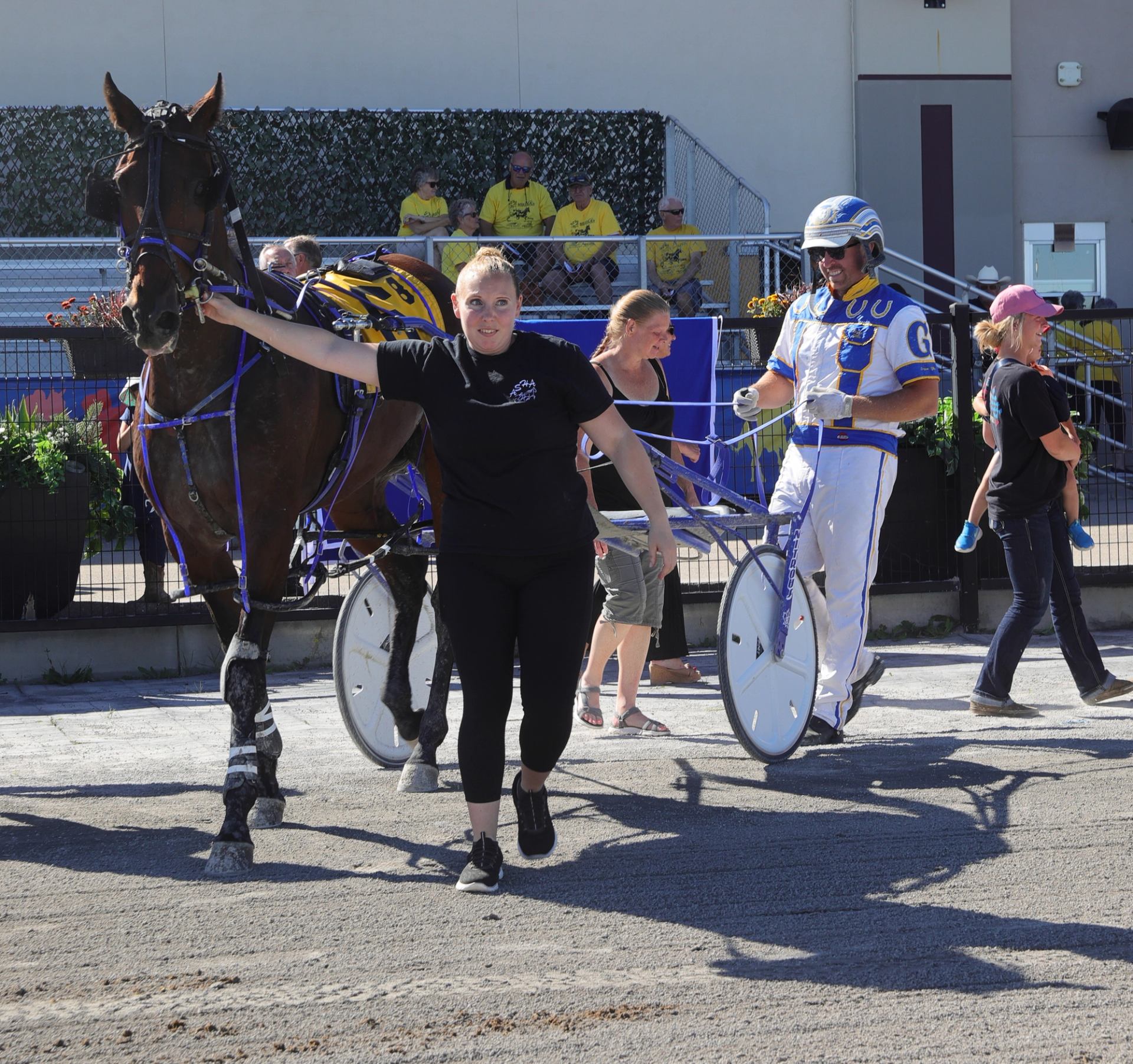 Harness horse led by handler with driver in sulky