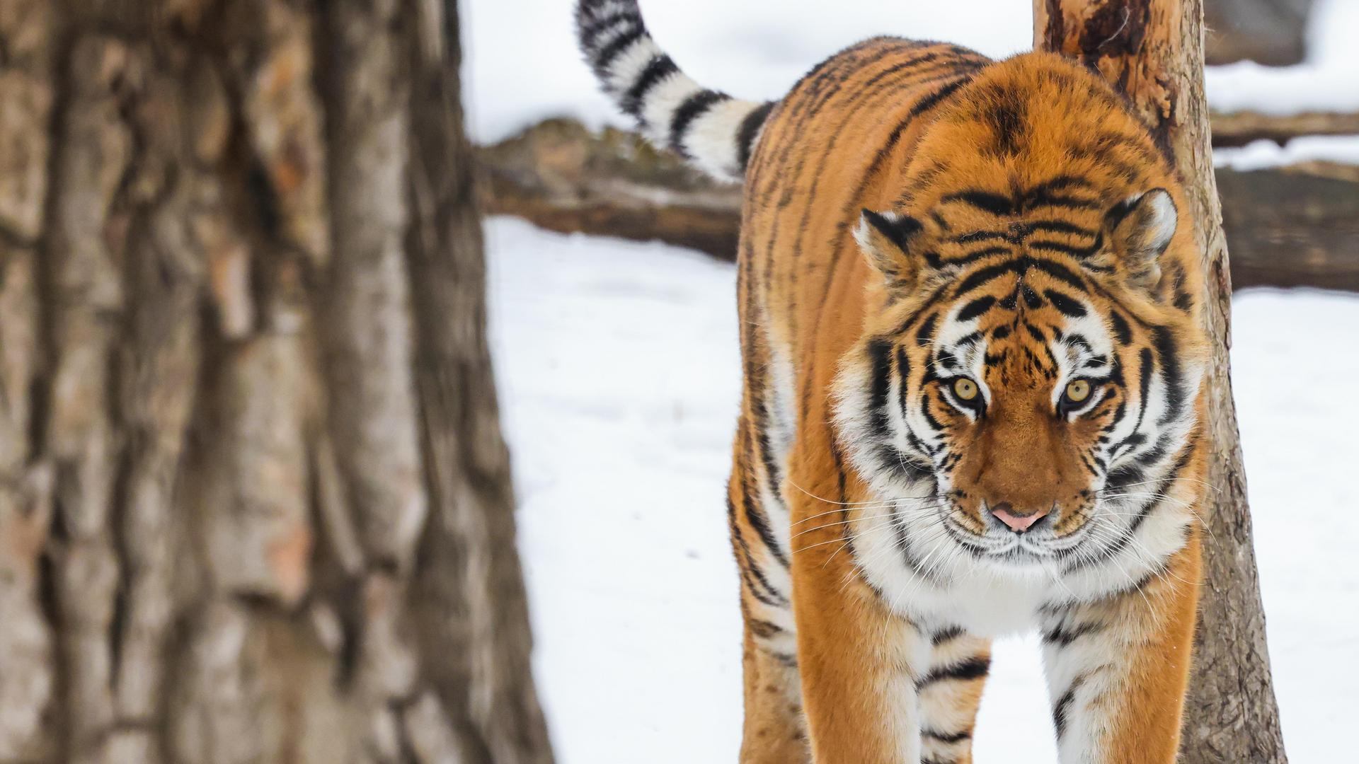 A tiger walks on icy terrain.