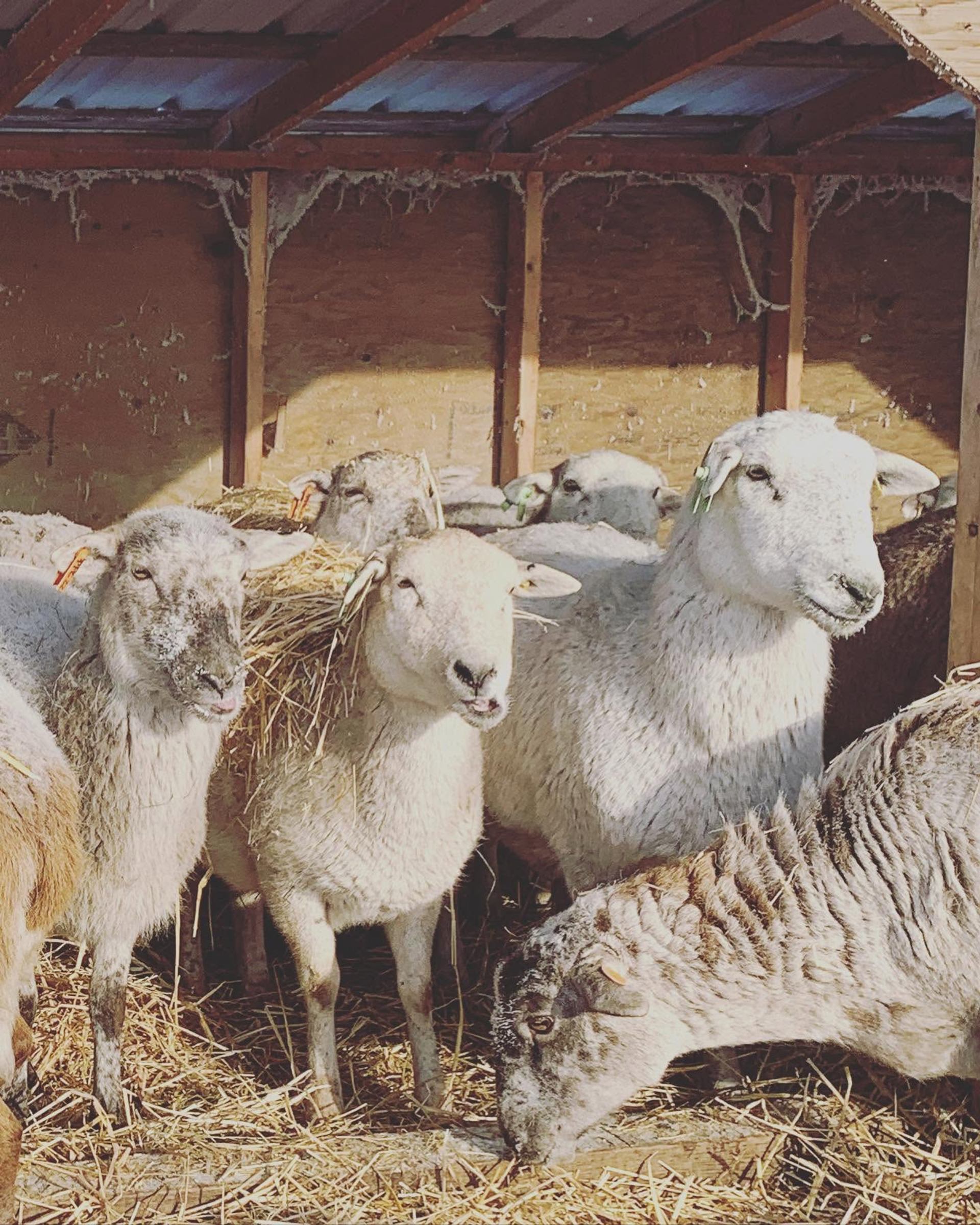Sheep stand and eat straw inside a wooden shelter with a metal roof.