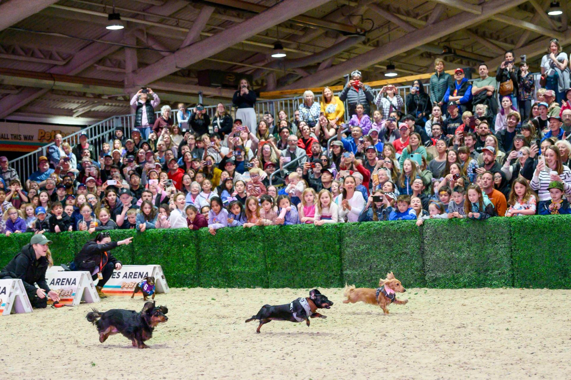 Several small dogs sprinting across a sandy arena in front of a large cheering crowd.