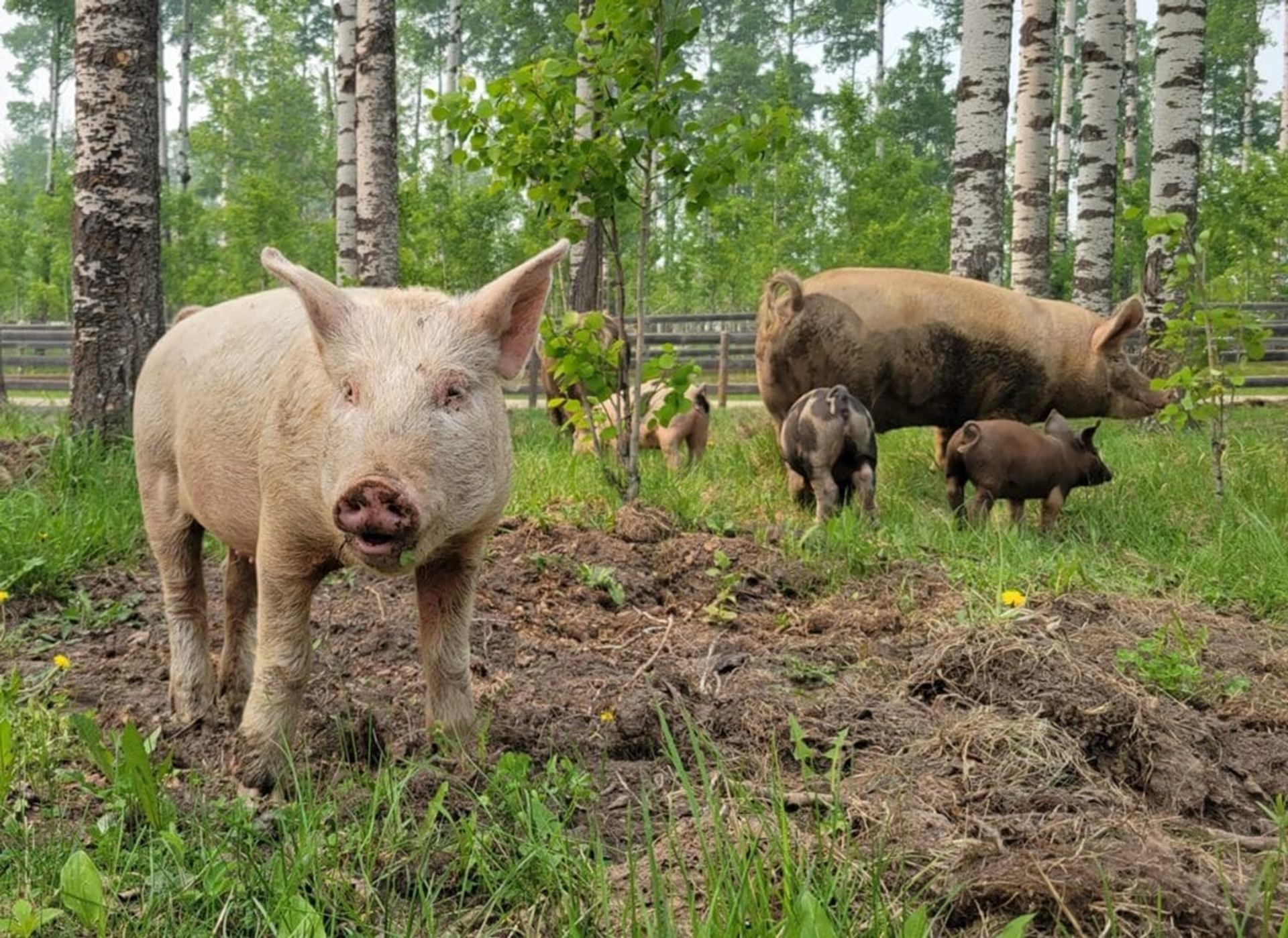 Pigs forage on grassy ground in a fenced forested area with birch trees.