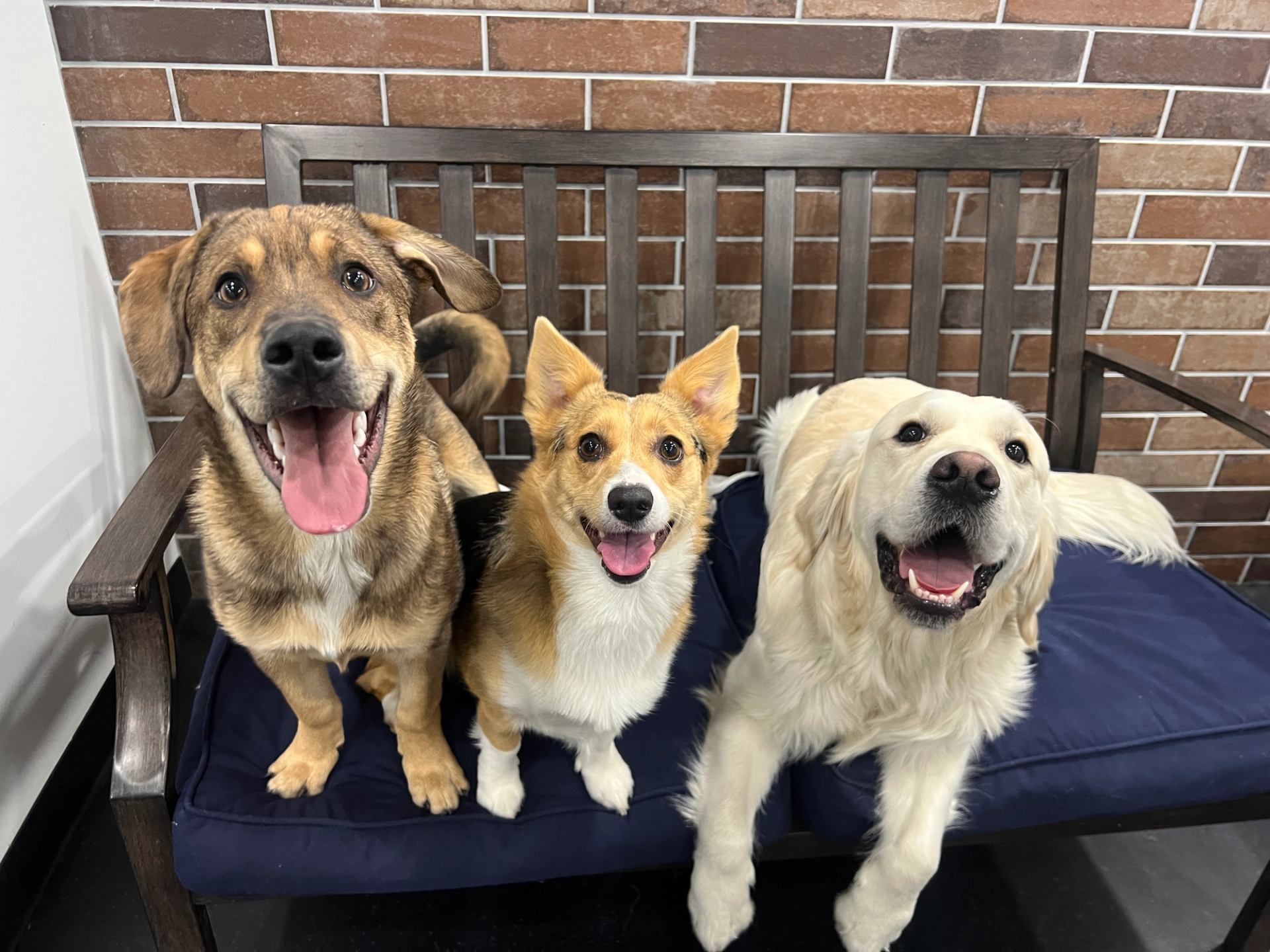 Three smiling dogs sitting on a couch