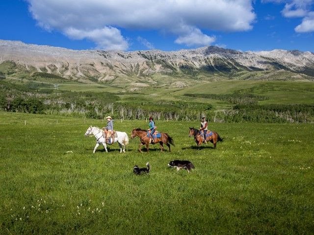 Guests horseback riding in the foothills, two dogs with them at Centre Peak High Country Adventures.