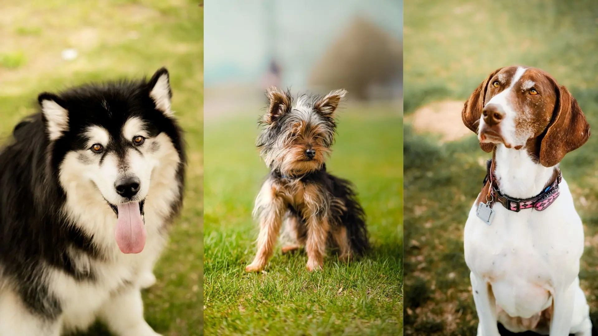 Three dog photos