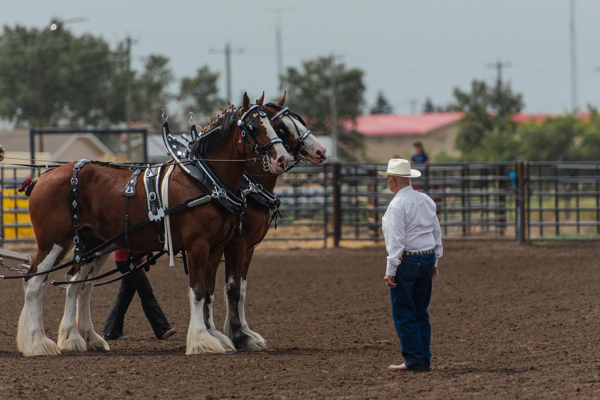 Rodeo horses in tack walk in an arena while a cowboy watches.
