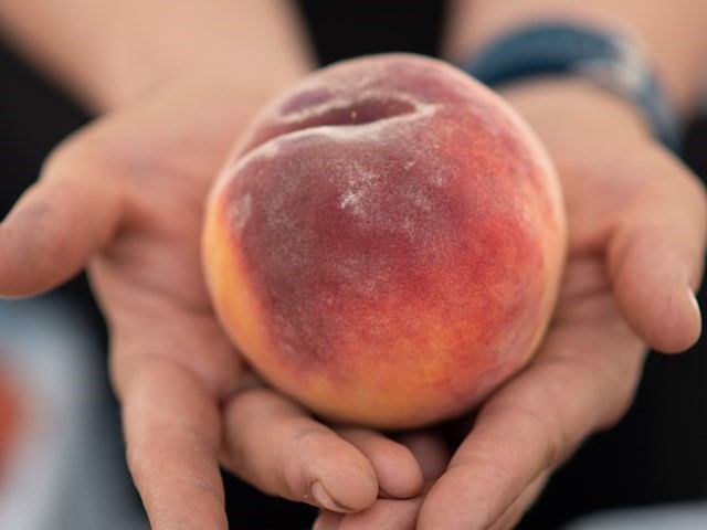 Close-up of hands holding a peach with red and yellow skin.
