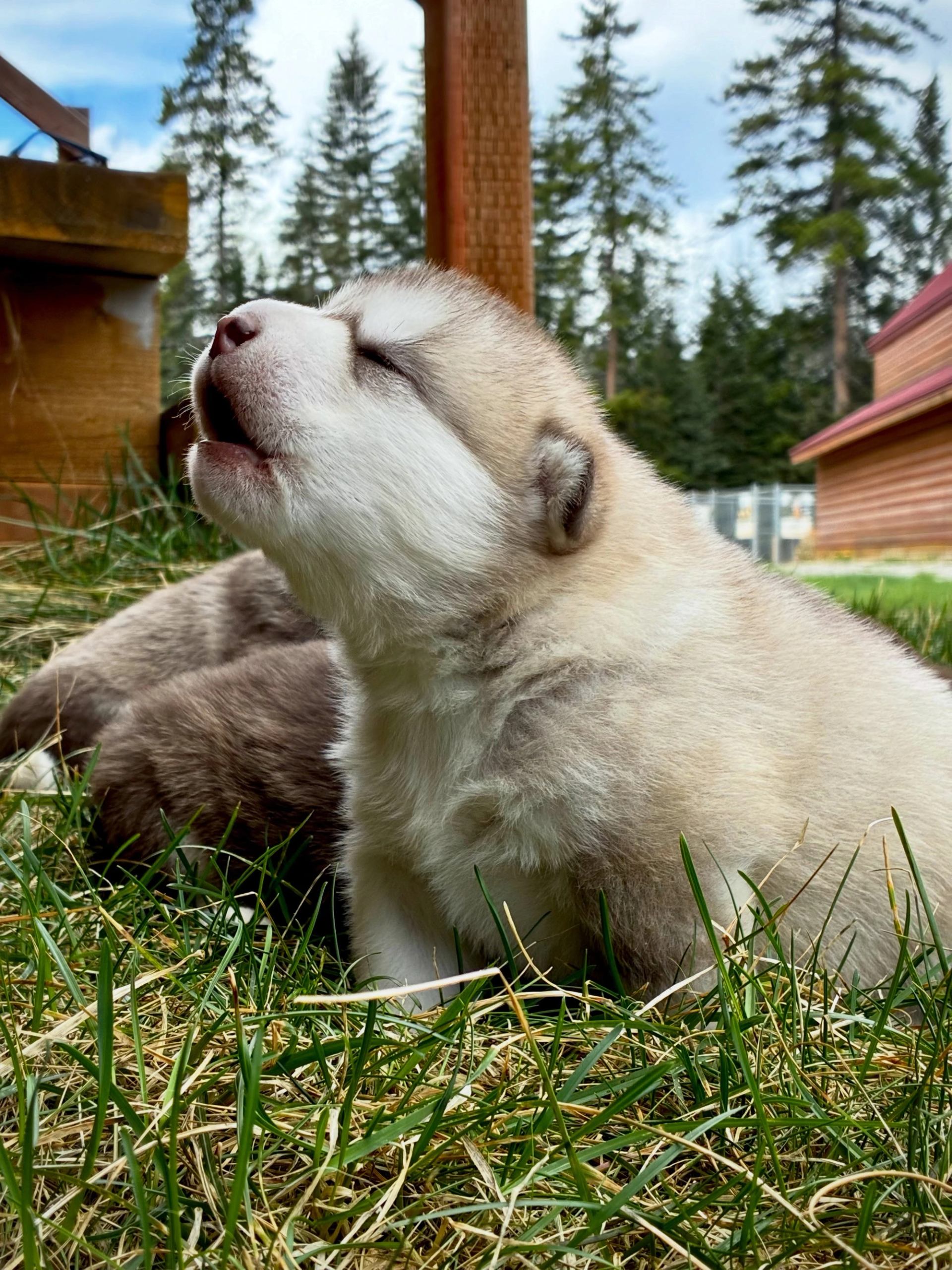 A fluffy husky puppy sits in the grass with its head raised,surrounded by trees and ranch buildings.