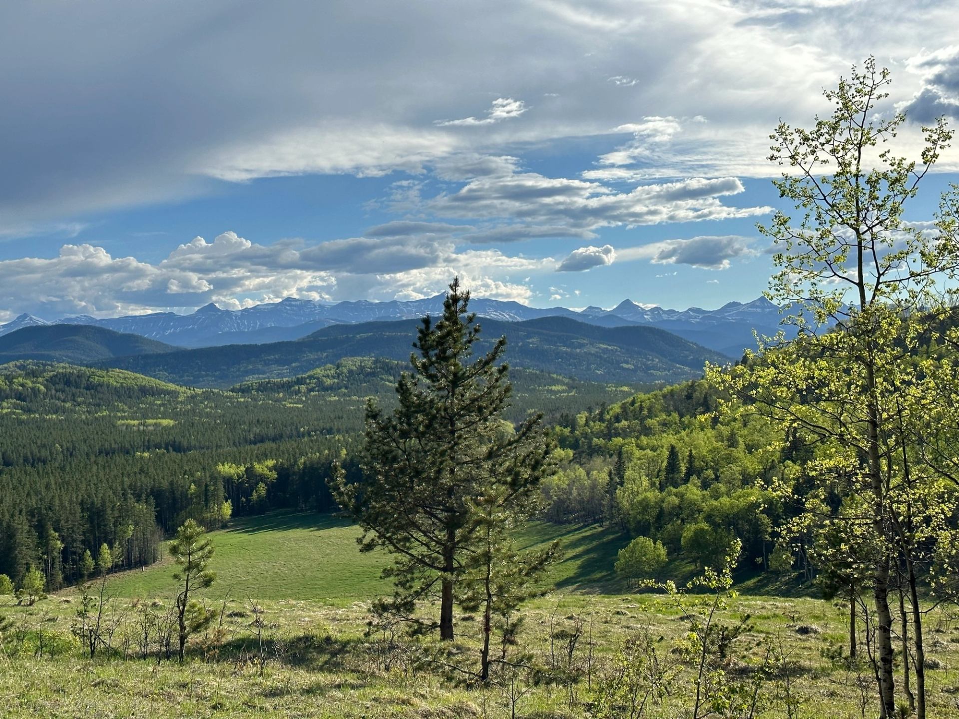 Rolling green hills and forested valley with distant snow-capped mountains under scattered clouds.